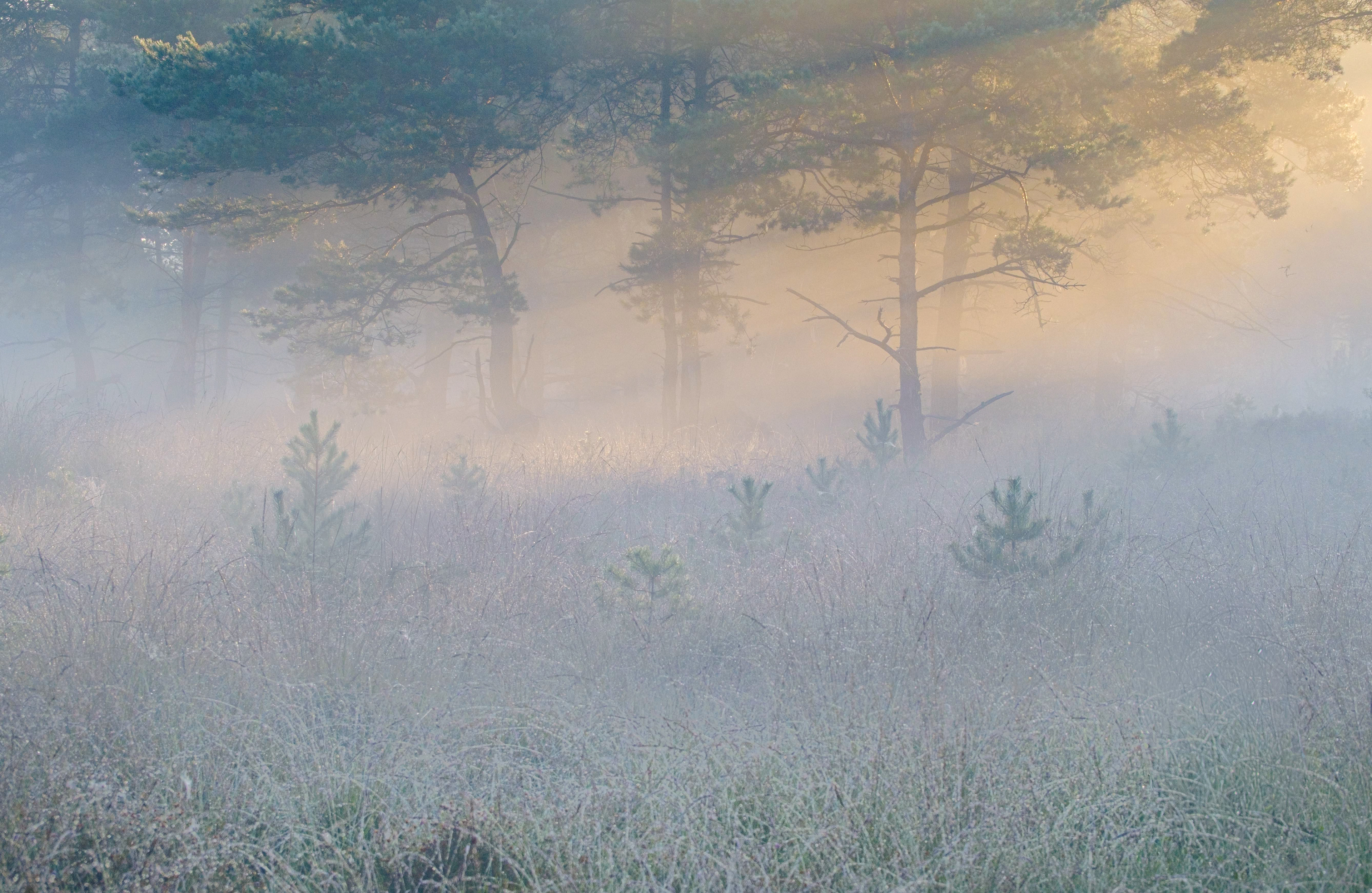 Kalmthoutse Heide
