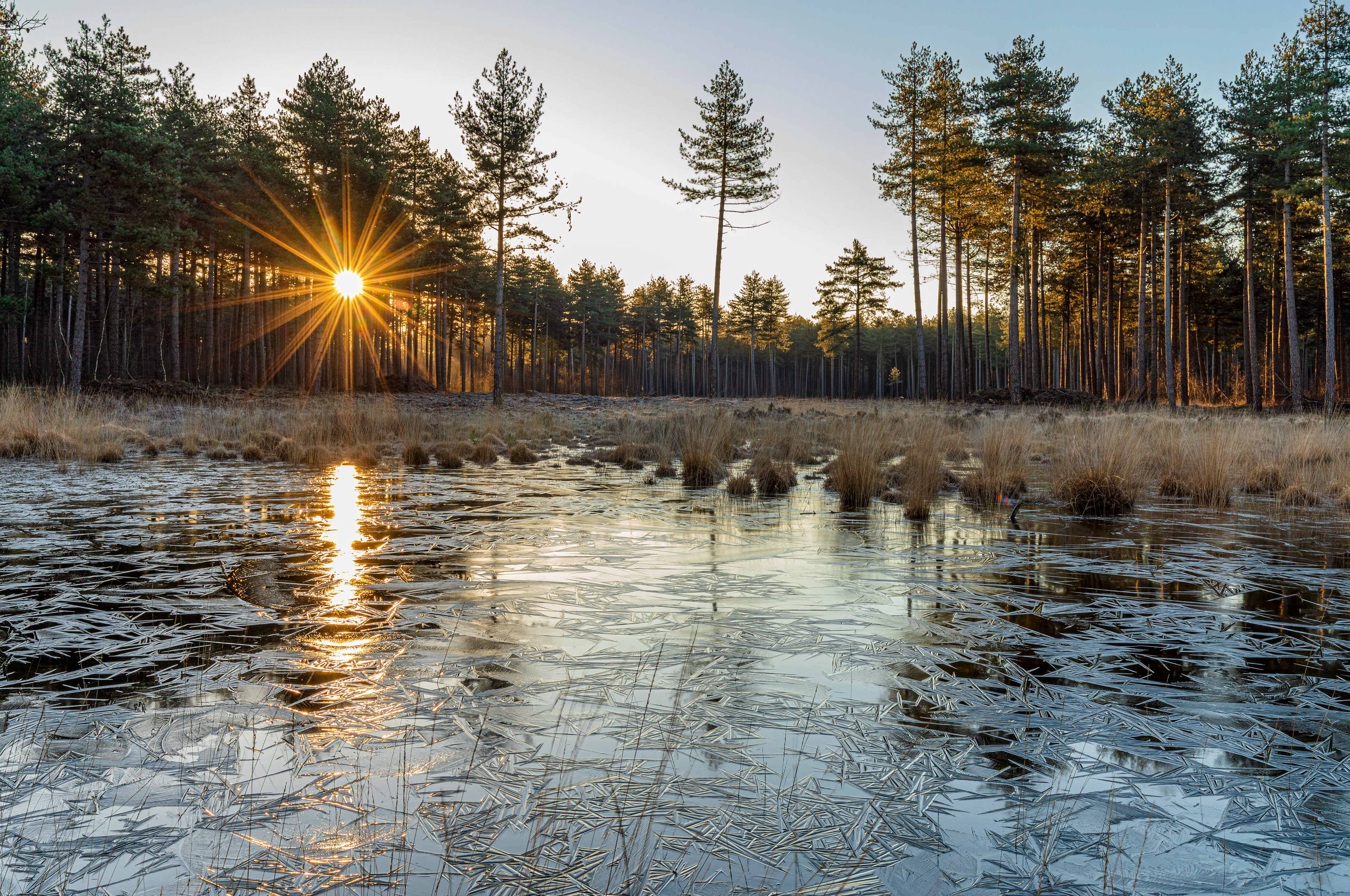 Kalmthoutse Heide