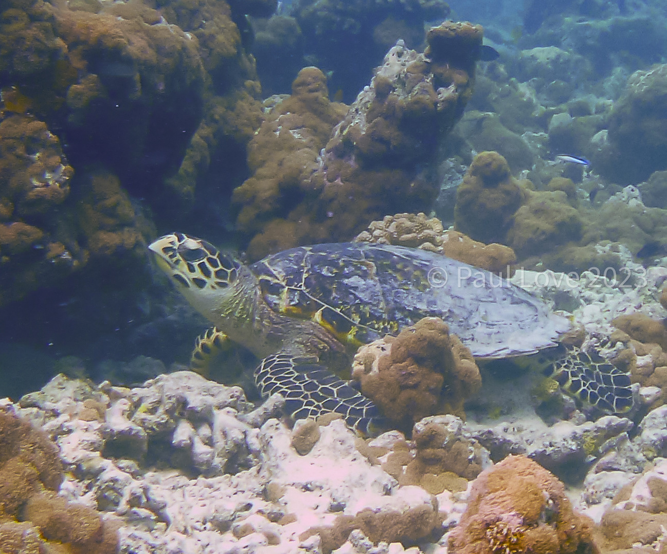 Turtle, Maldives, Underwater, Coral