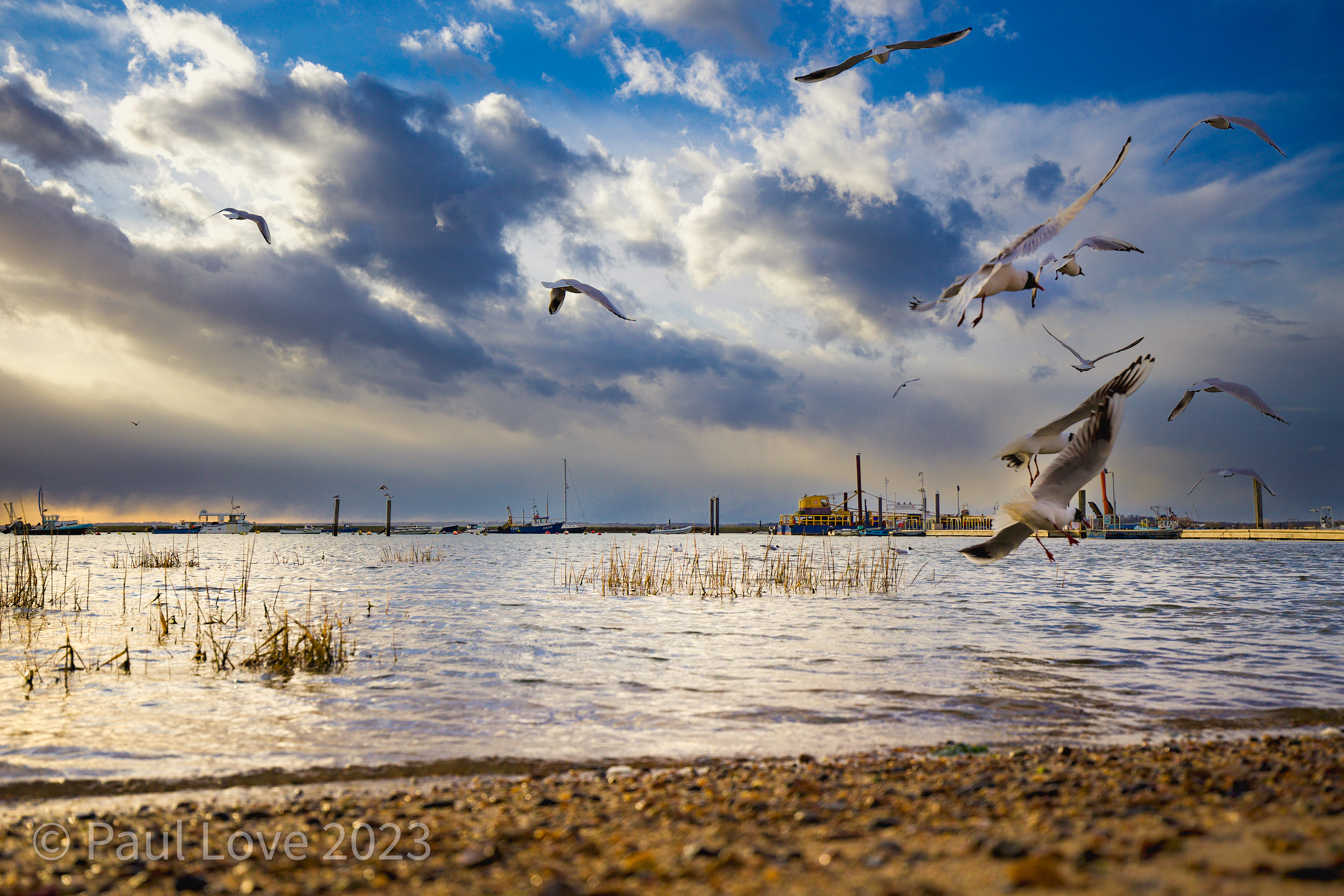 Mersea Island, West Mersea, The hard, seagulls