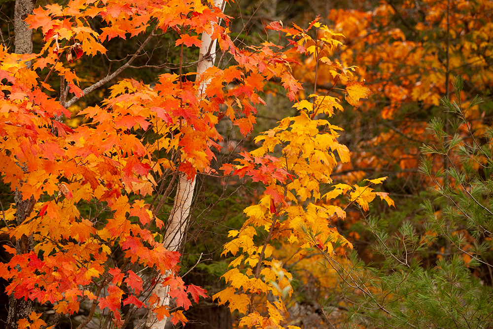Maple