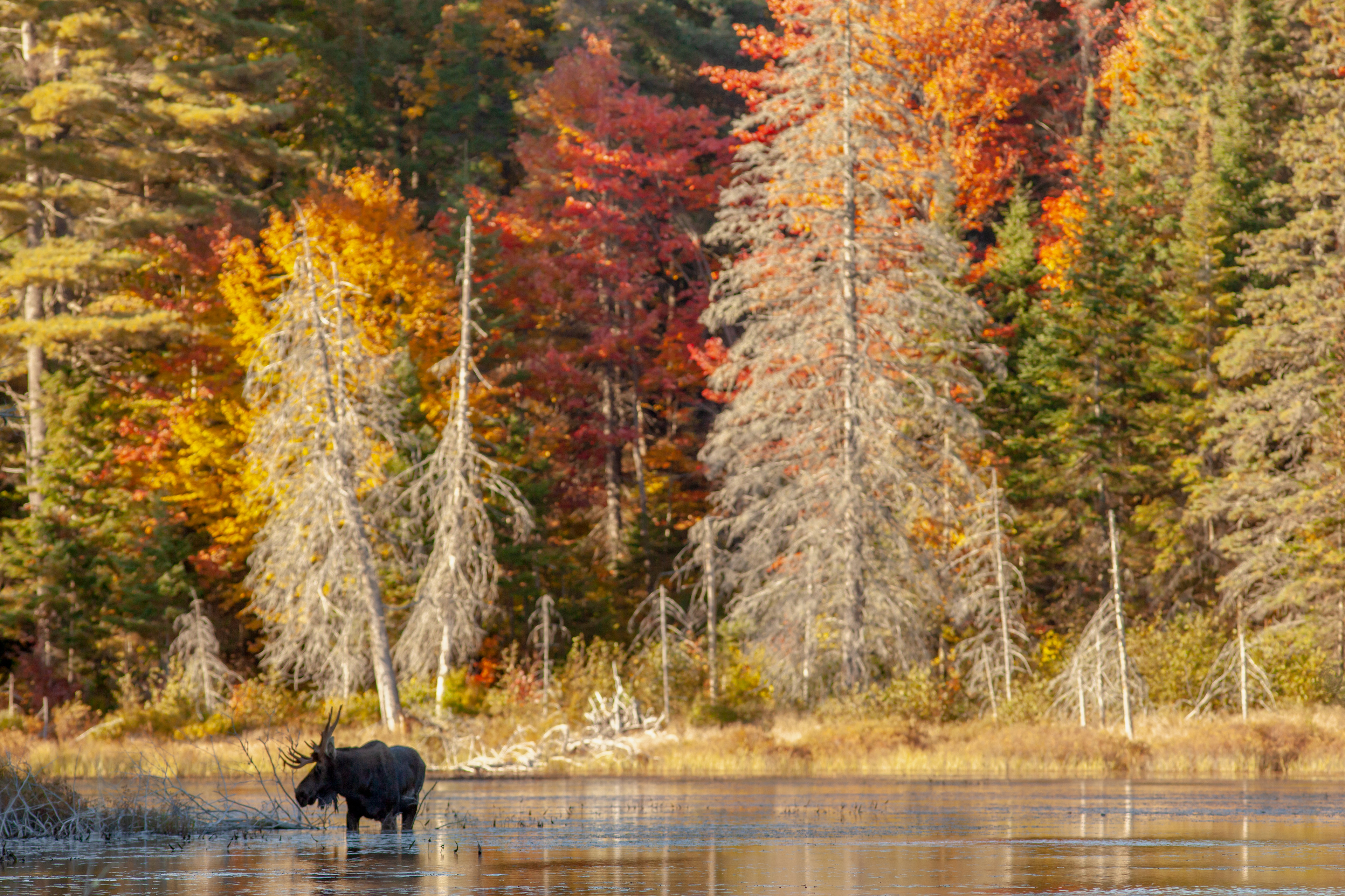 Bull Moose