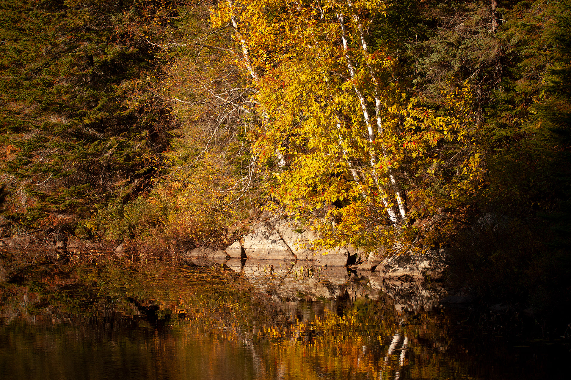 Birch