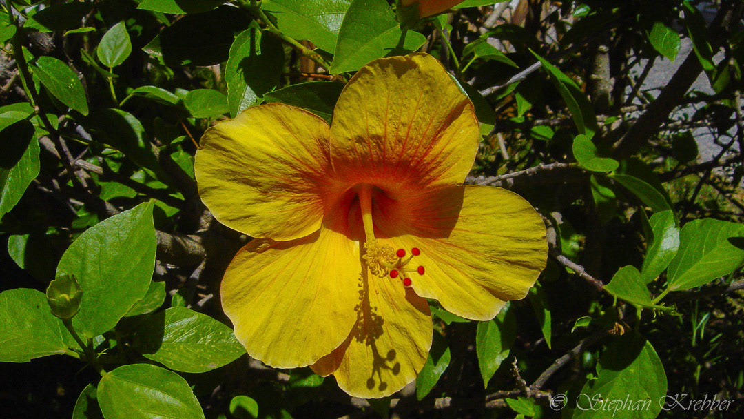 Hibiskus