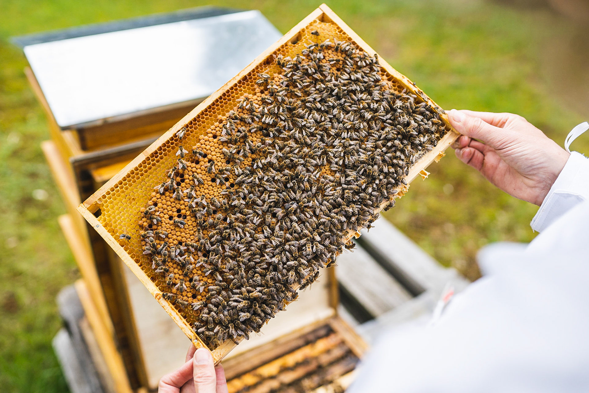 DETAILAUFNAHMEN EINES BIENENSTOCKS FÜR BEECRAFT