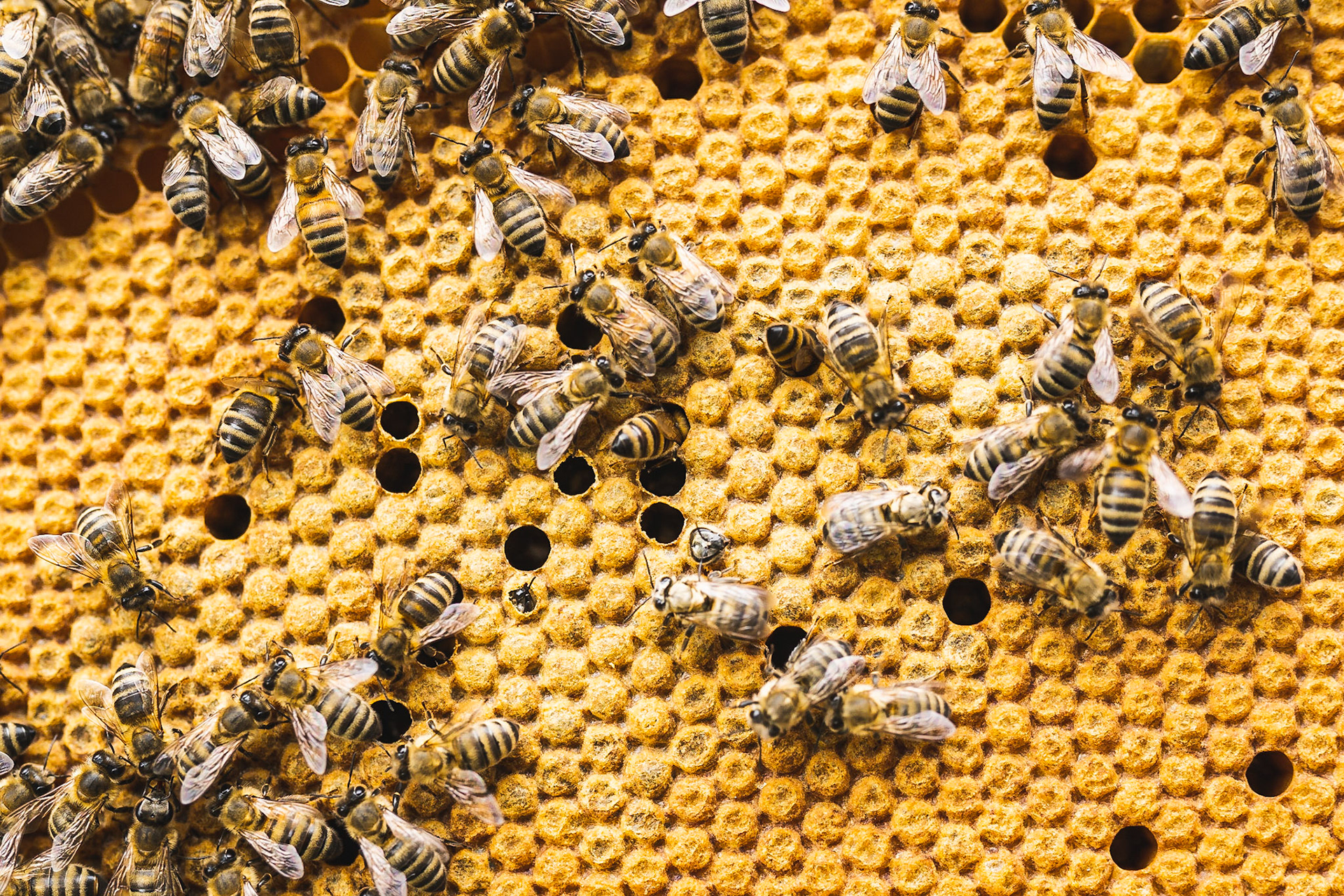 DETAILAUFNAHMEN EINES BIENENSTOCKS FÜR BEECRAFT