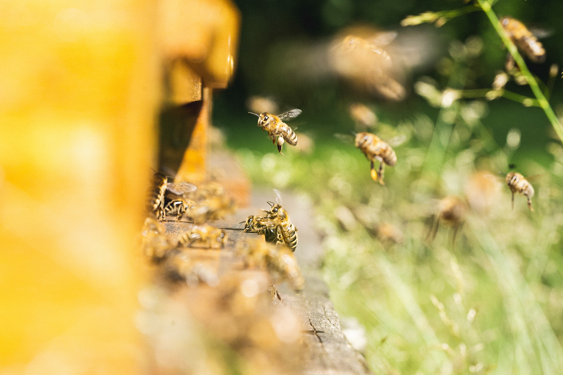 BIENEN FLIEGEN IN DEN BIENENSTOCK; FÜR BEECRAFT