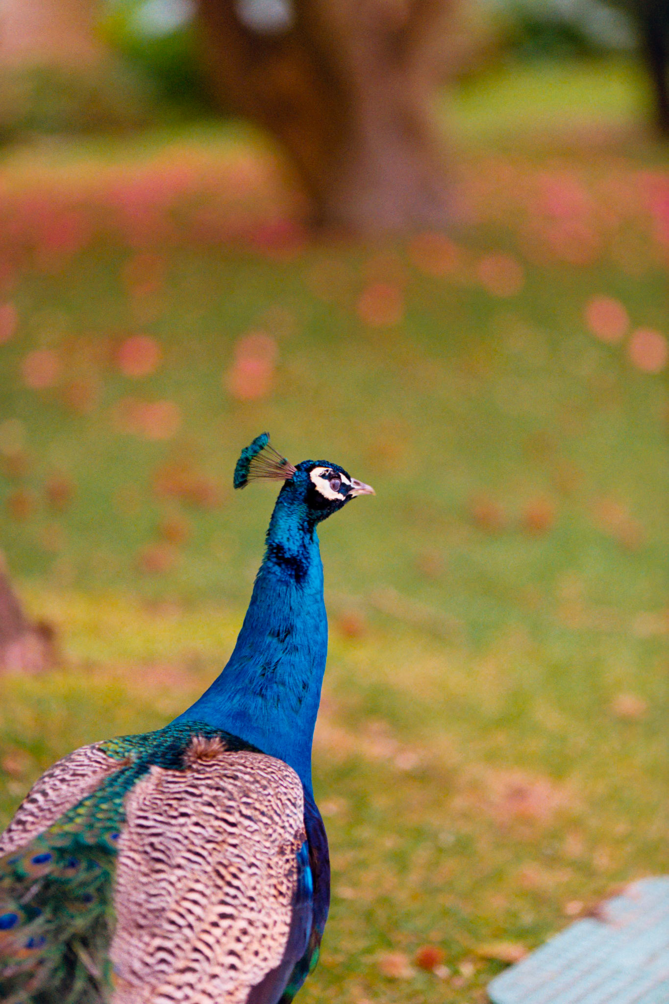 Kodak Gold 200 on 35mm