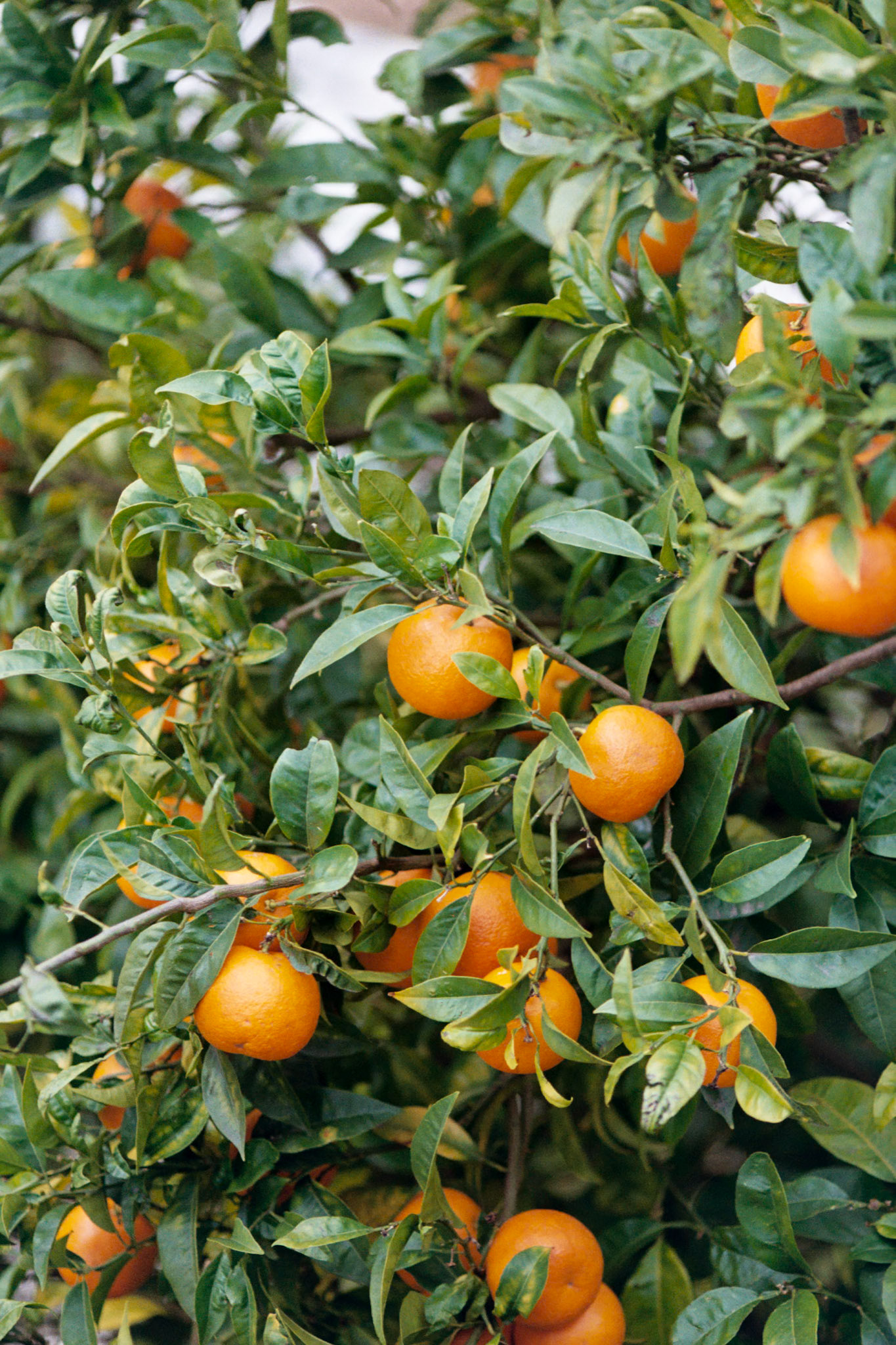 Kodak Gold 200 on 35mm