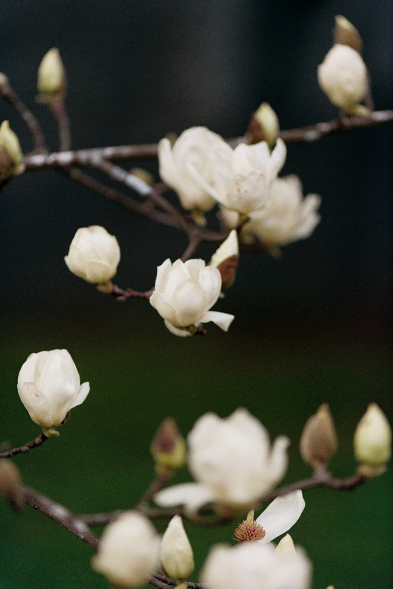 Kodak Gold 200 on 35mm