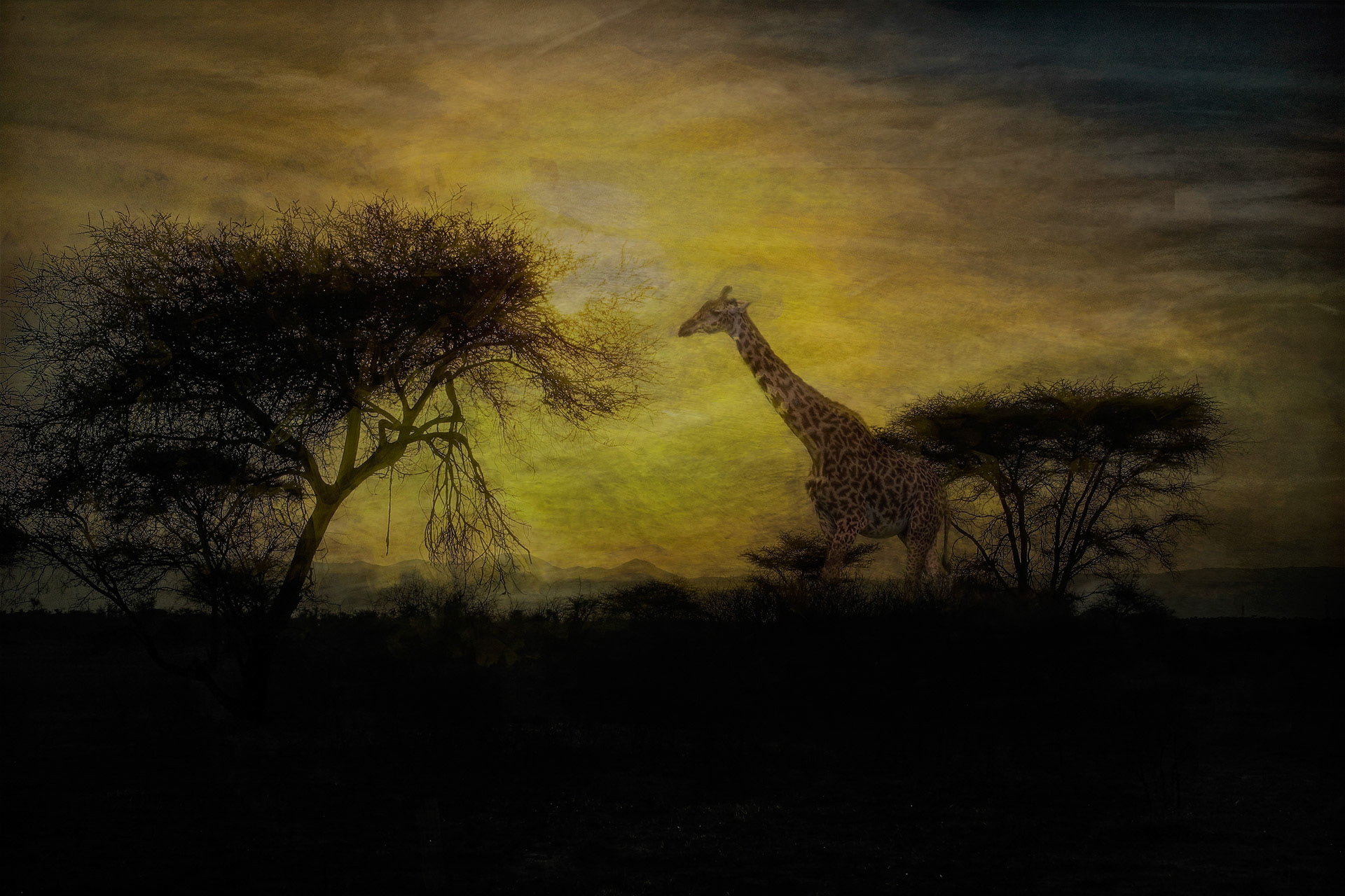 Tarangire - Bush walk
