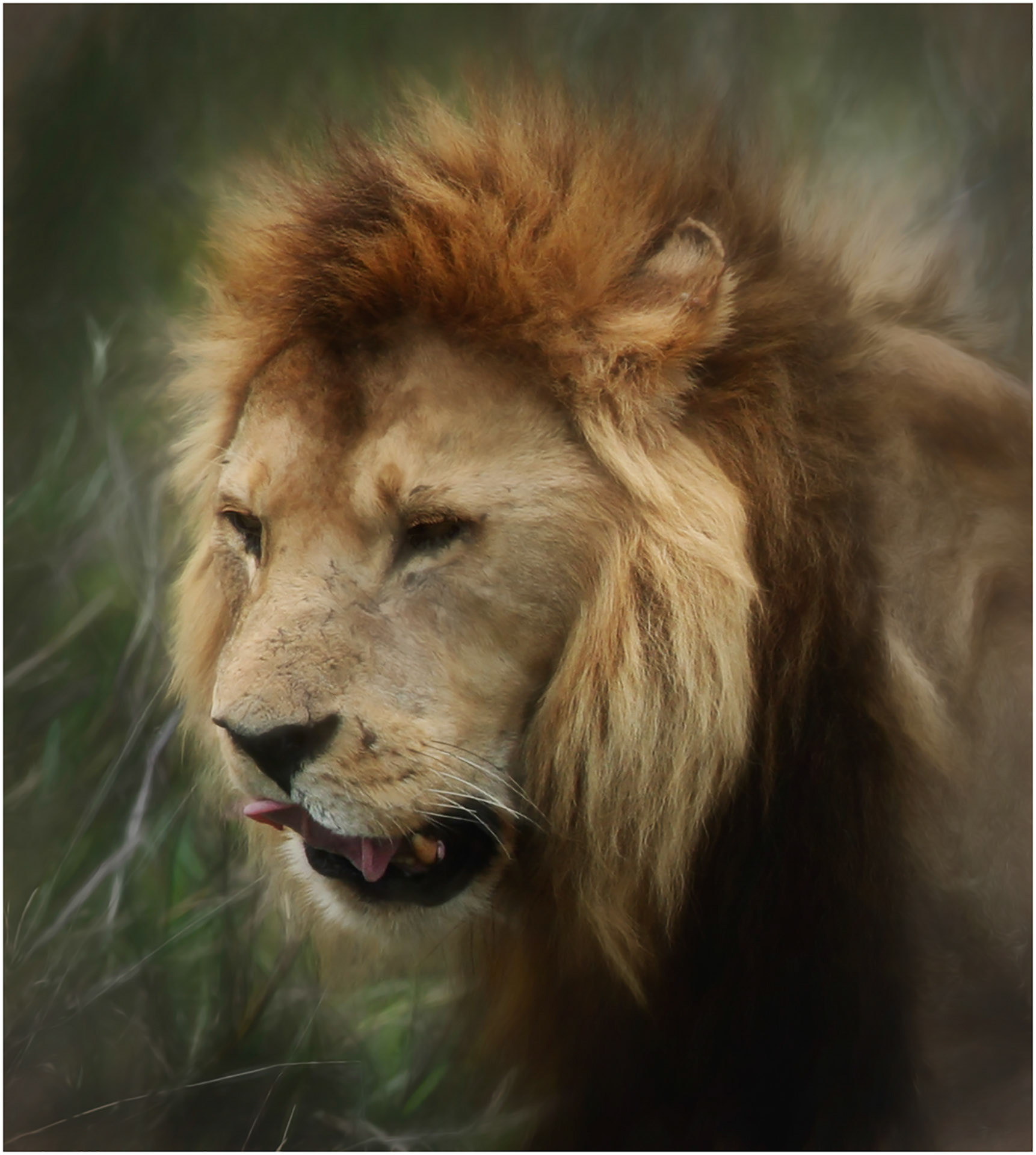 Serengeti