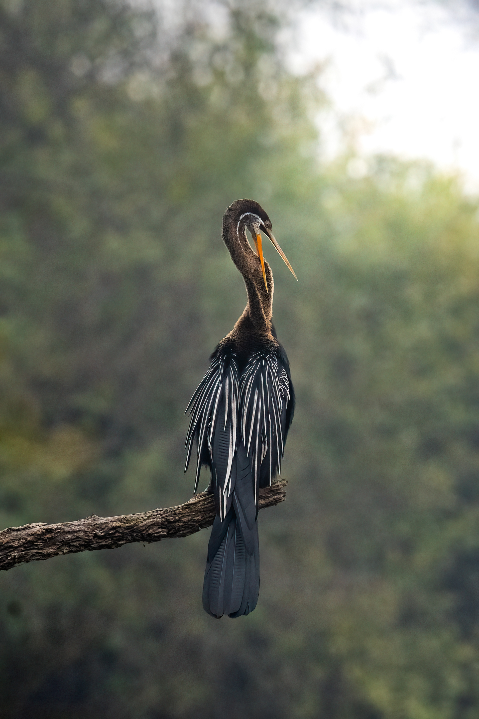 oriental darter