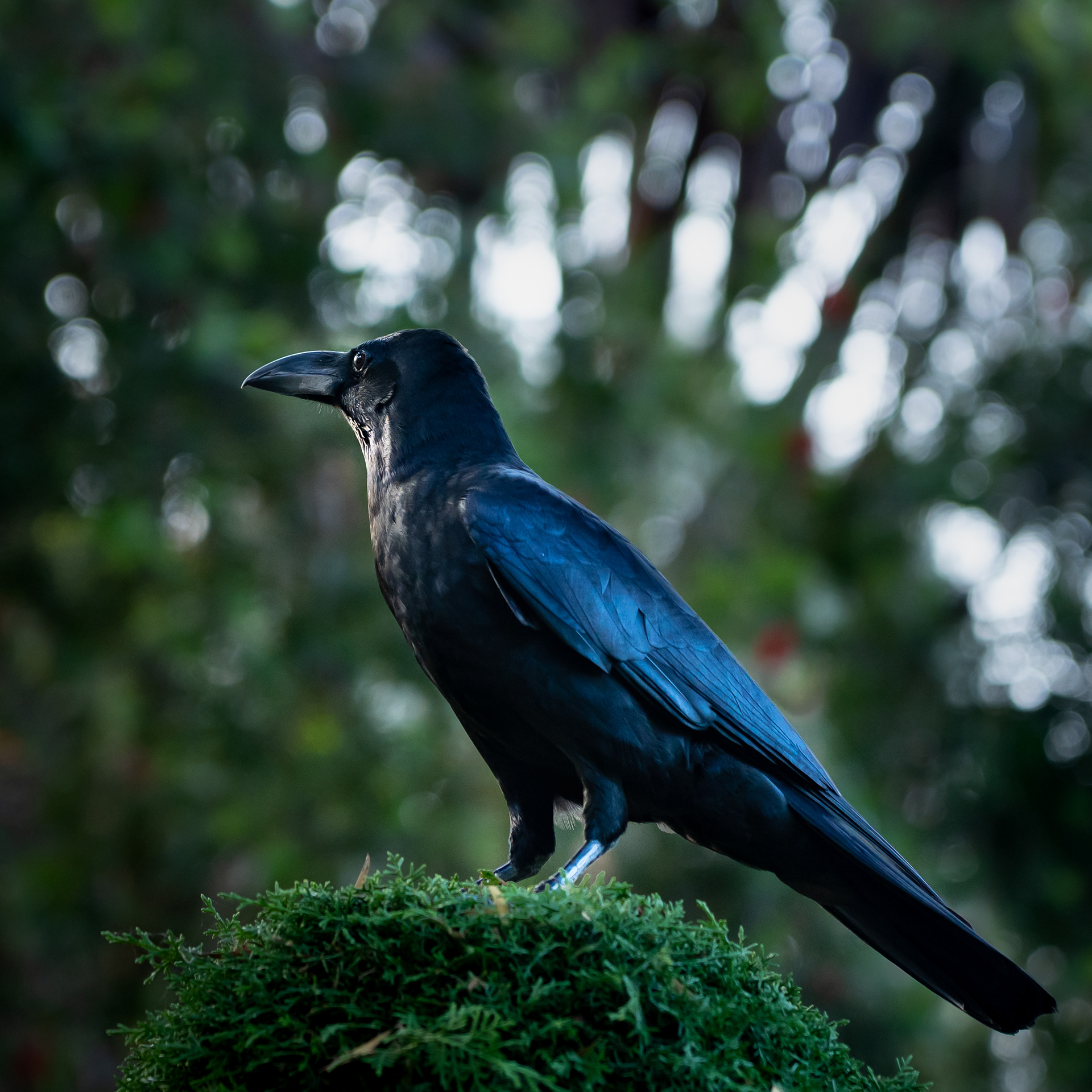 Large-Billed Crow