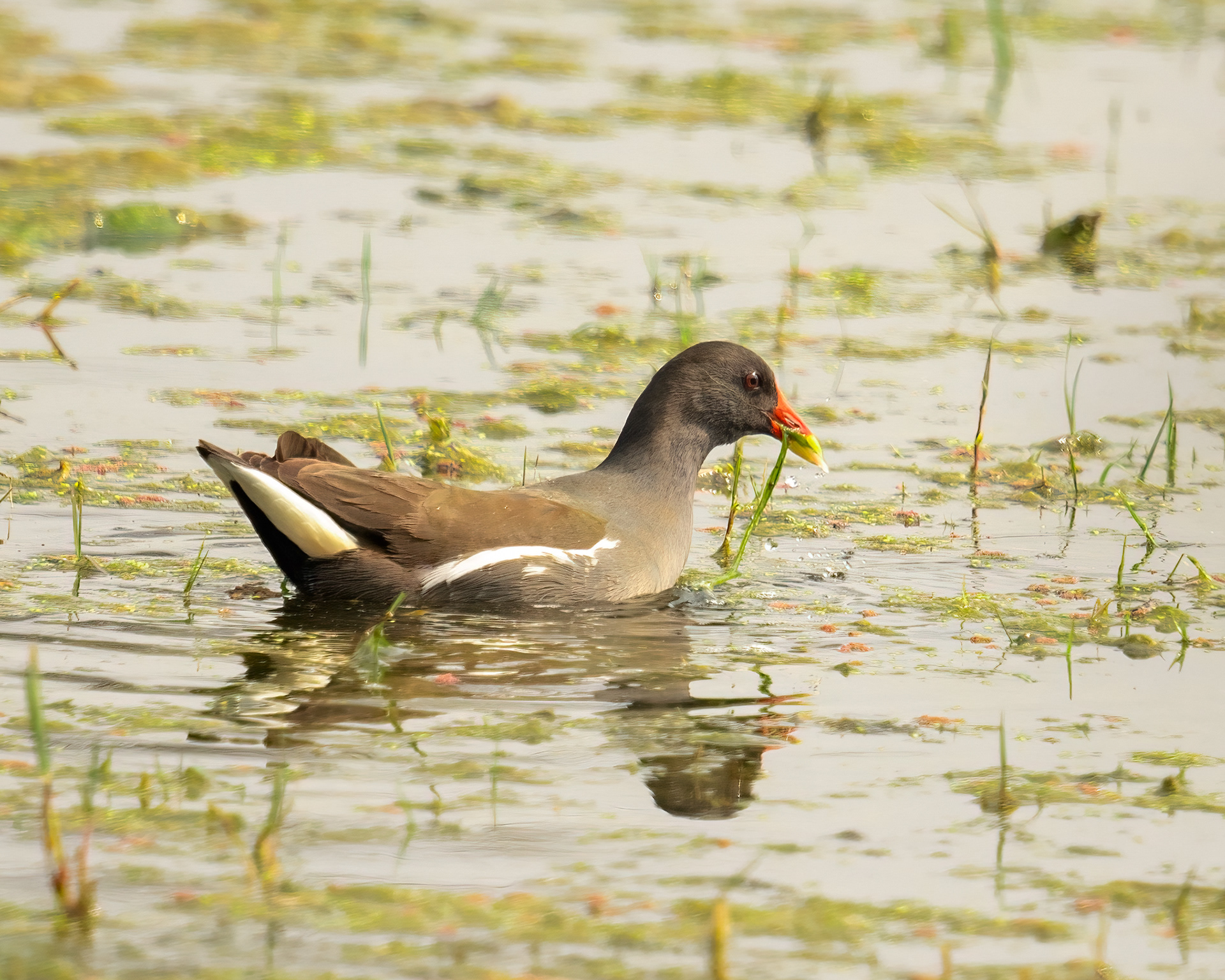 Eurasian Moorhen