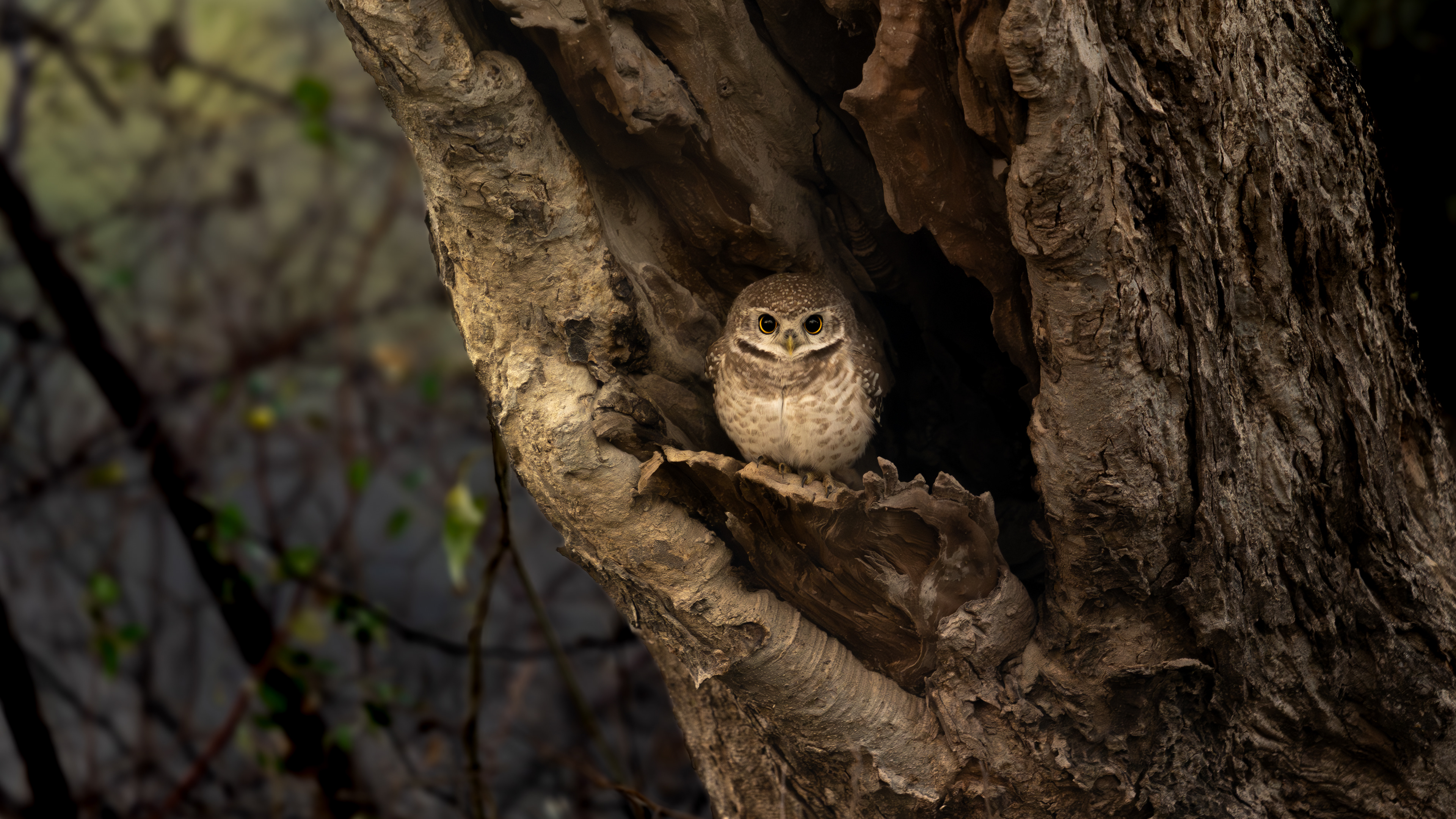 Spotted Owlet