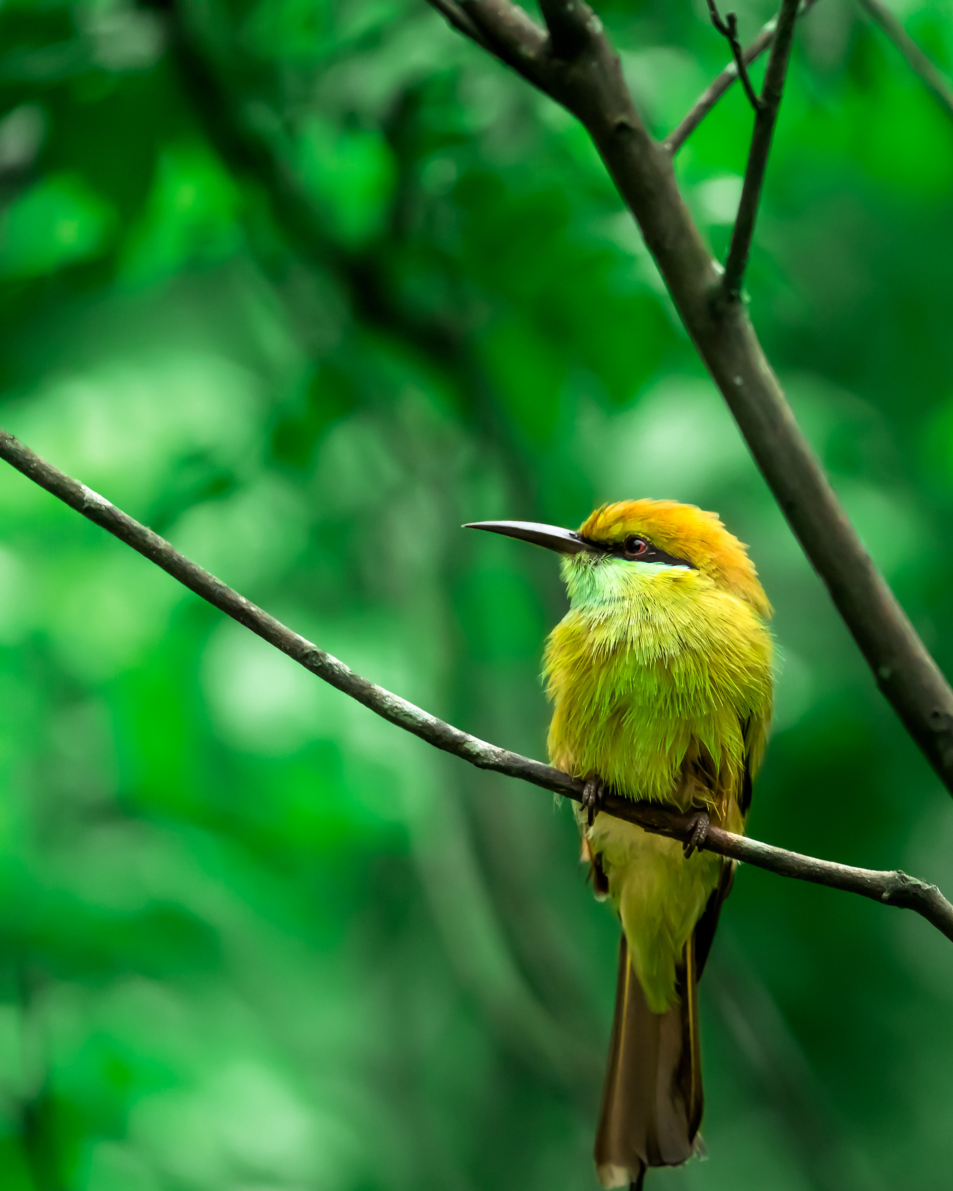 Green Bee-Eater