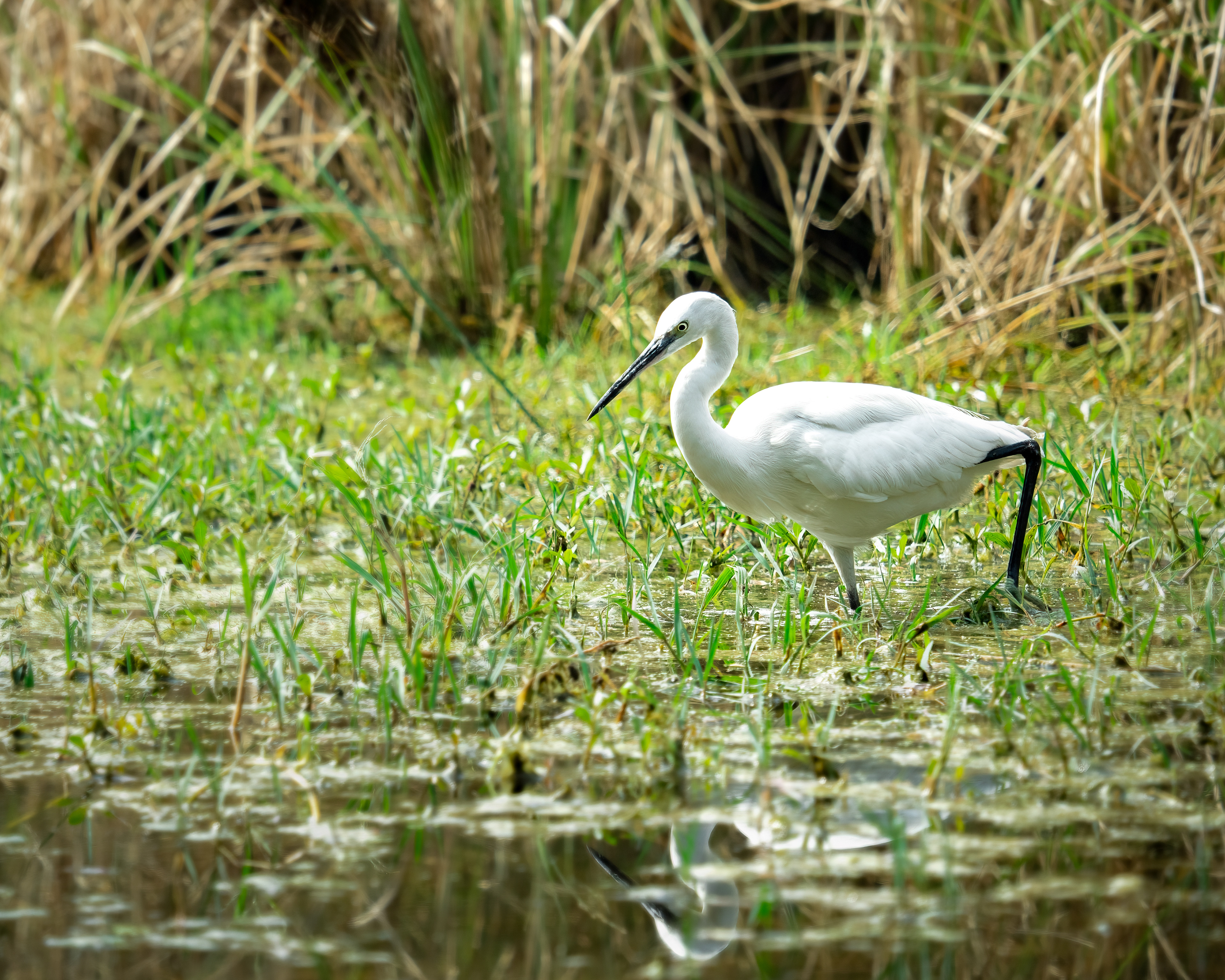 Small Egret