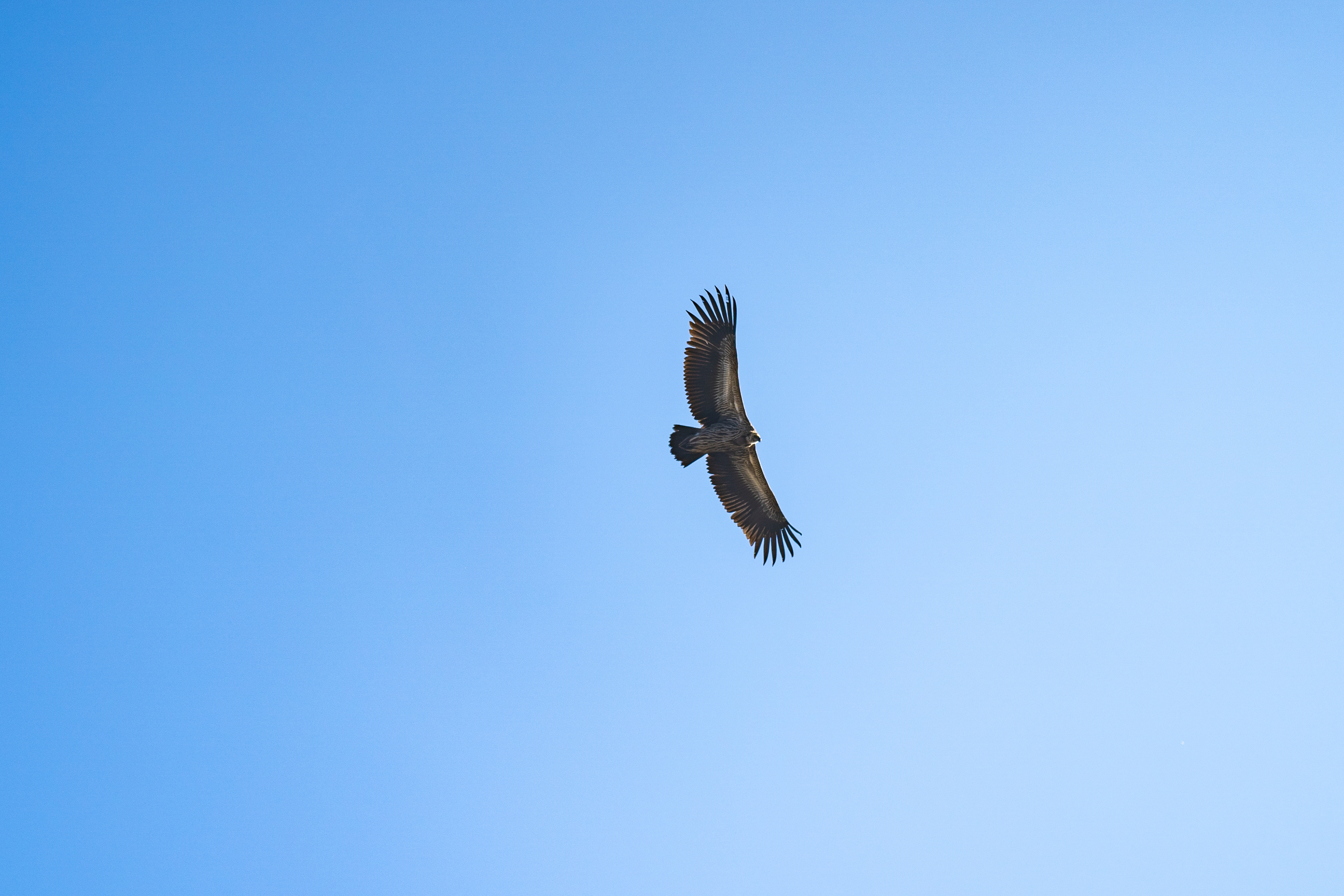 Eurasion Griffon