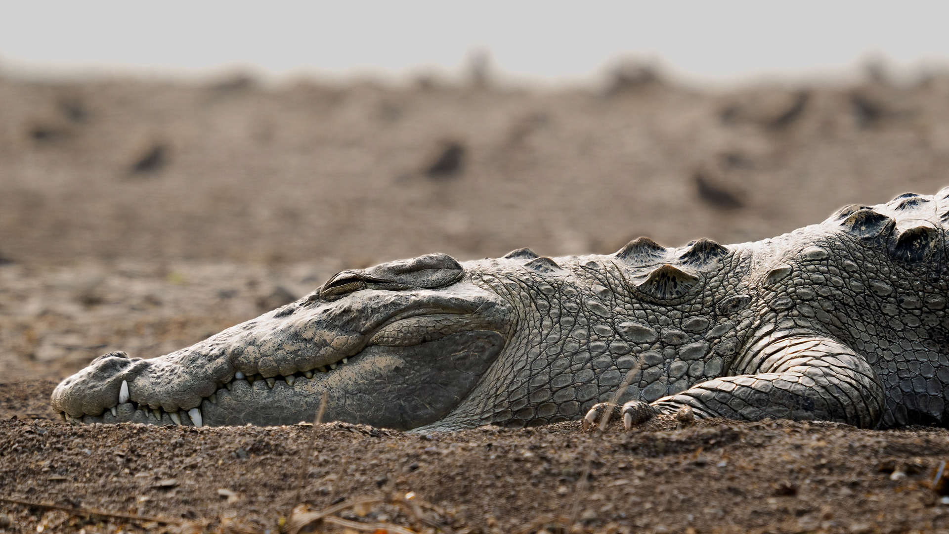 Mugger Crocodile