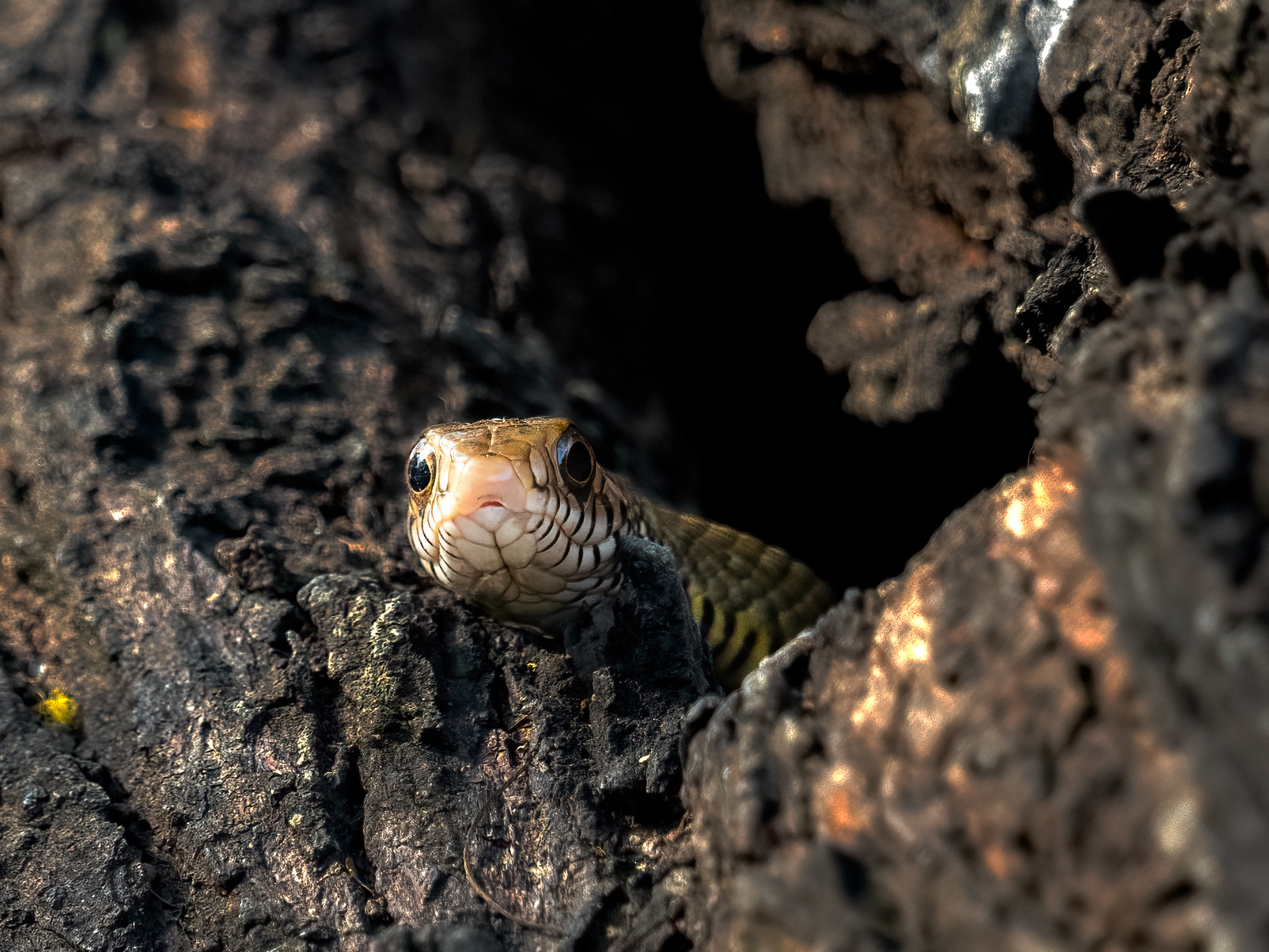 Indian Rat Snake
