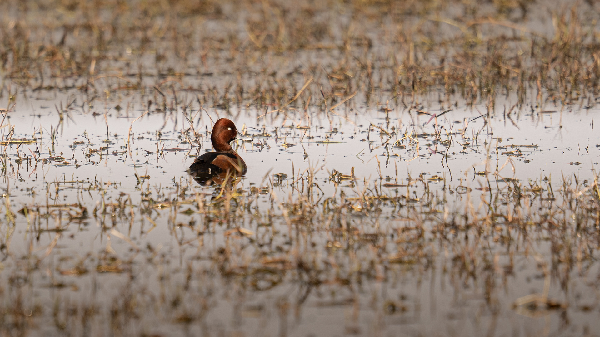 White eye Pochard