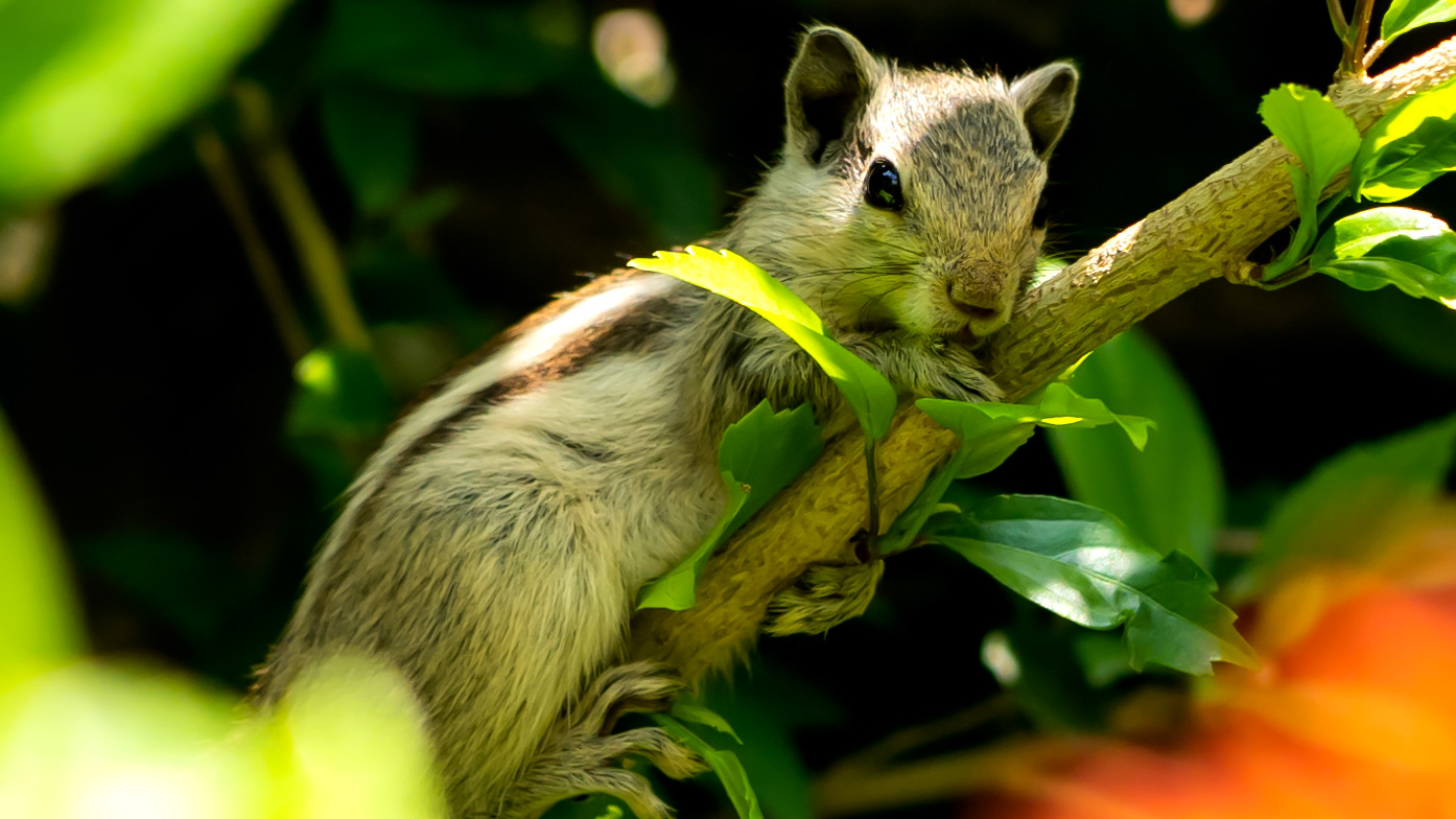 Garden Squirrel