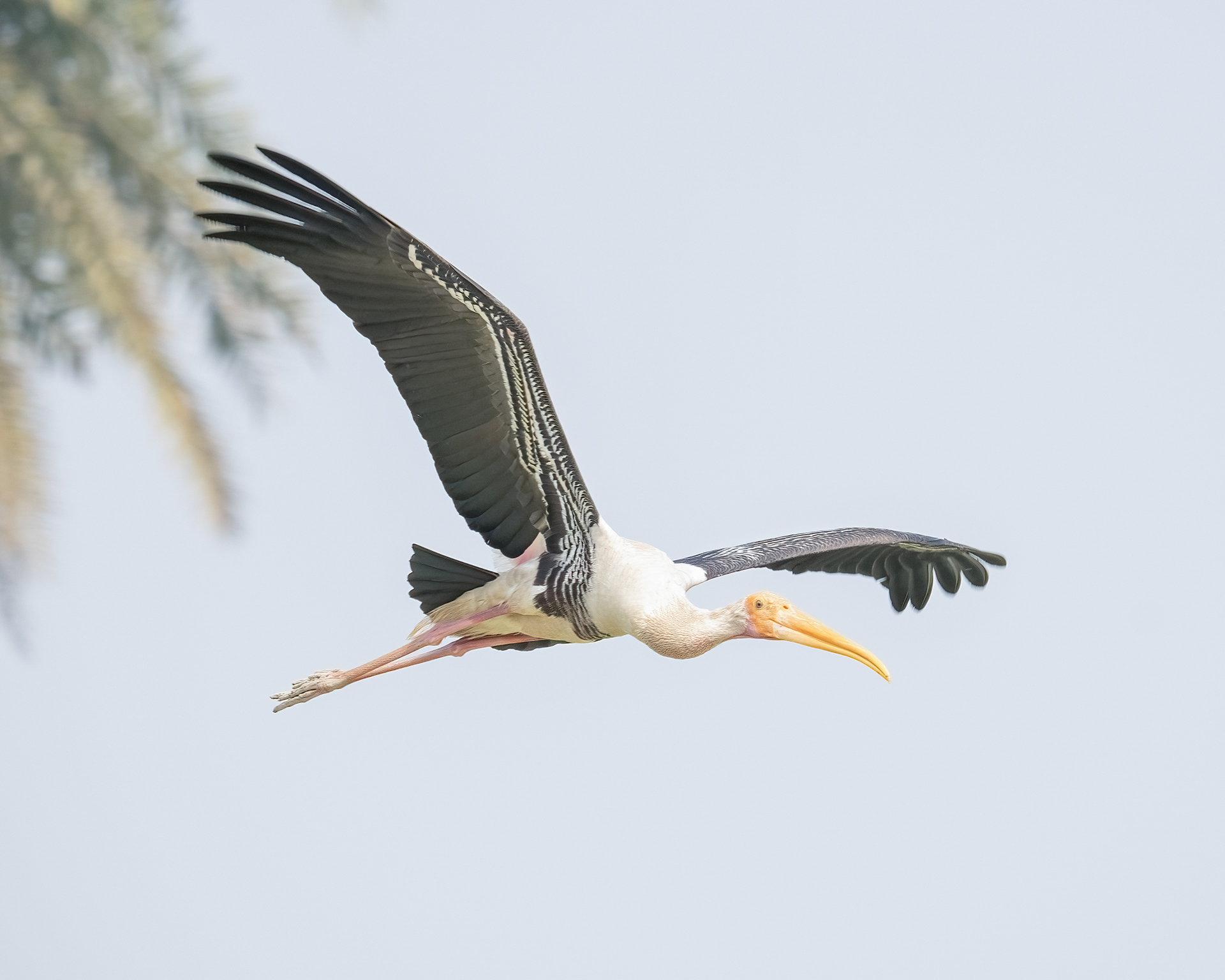 Painted Stork