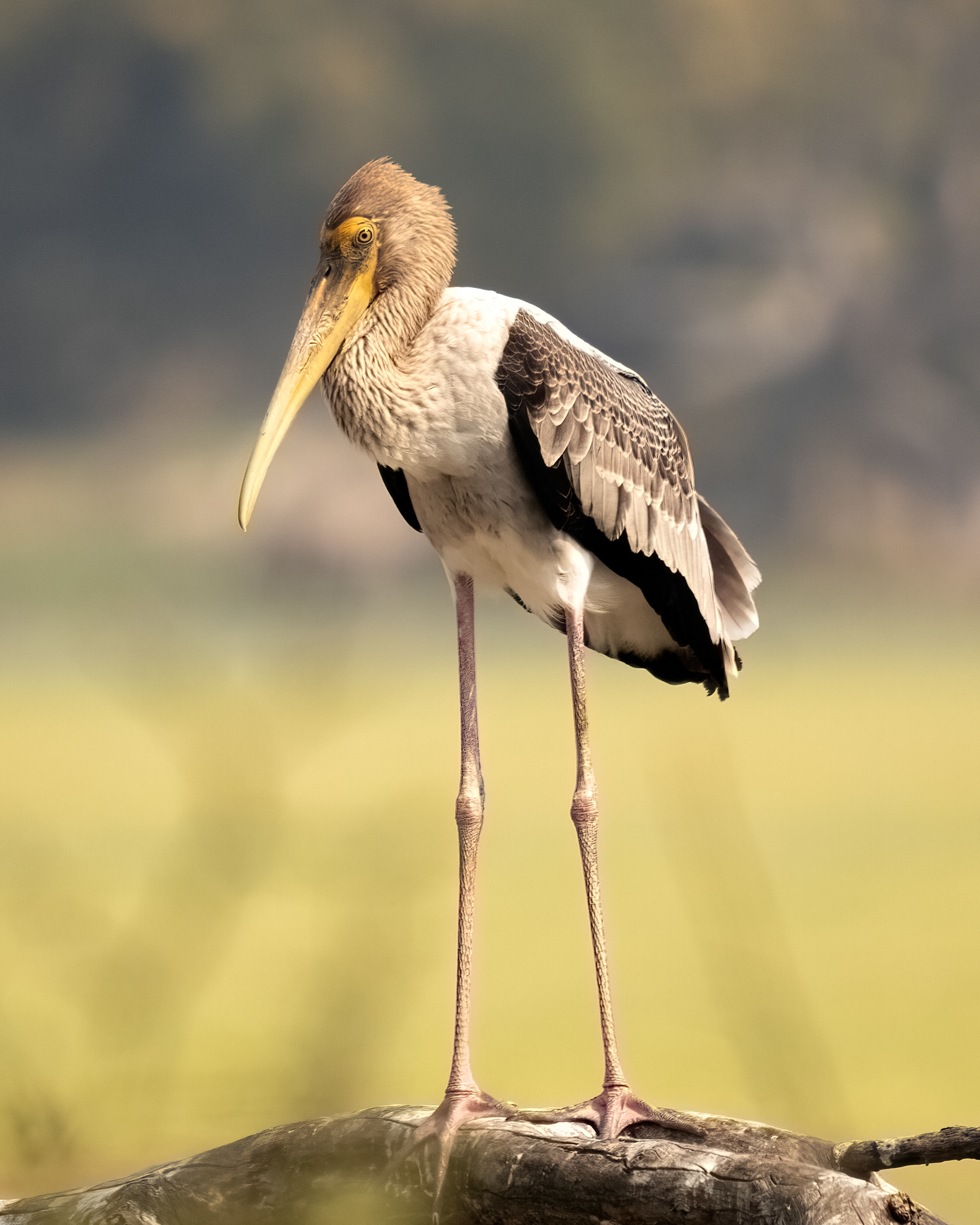 Painted Stork