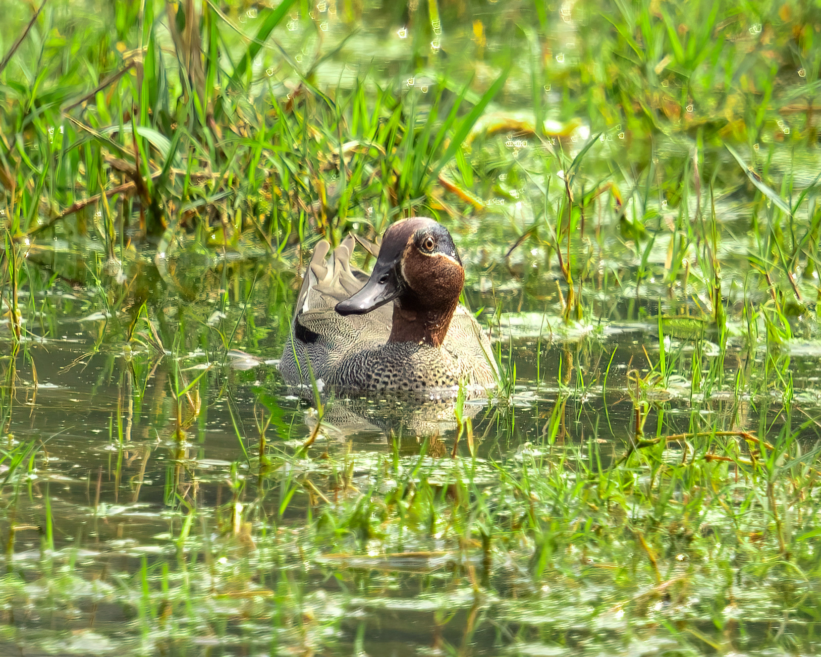 Green Winged Teal