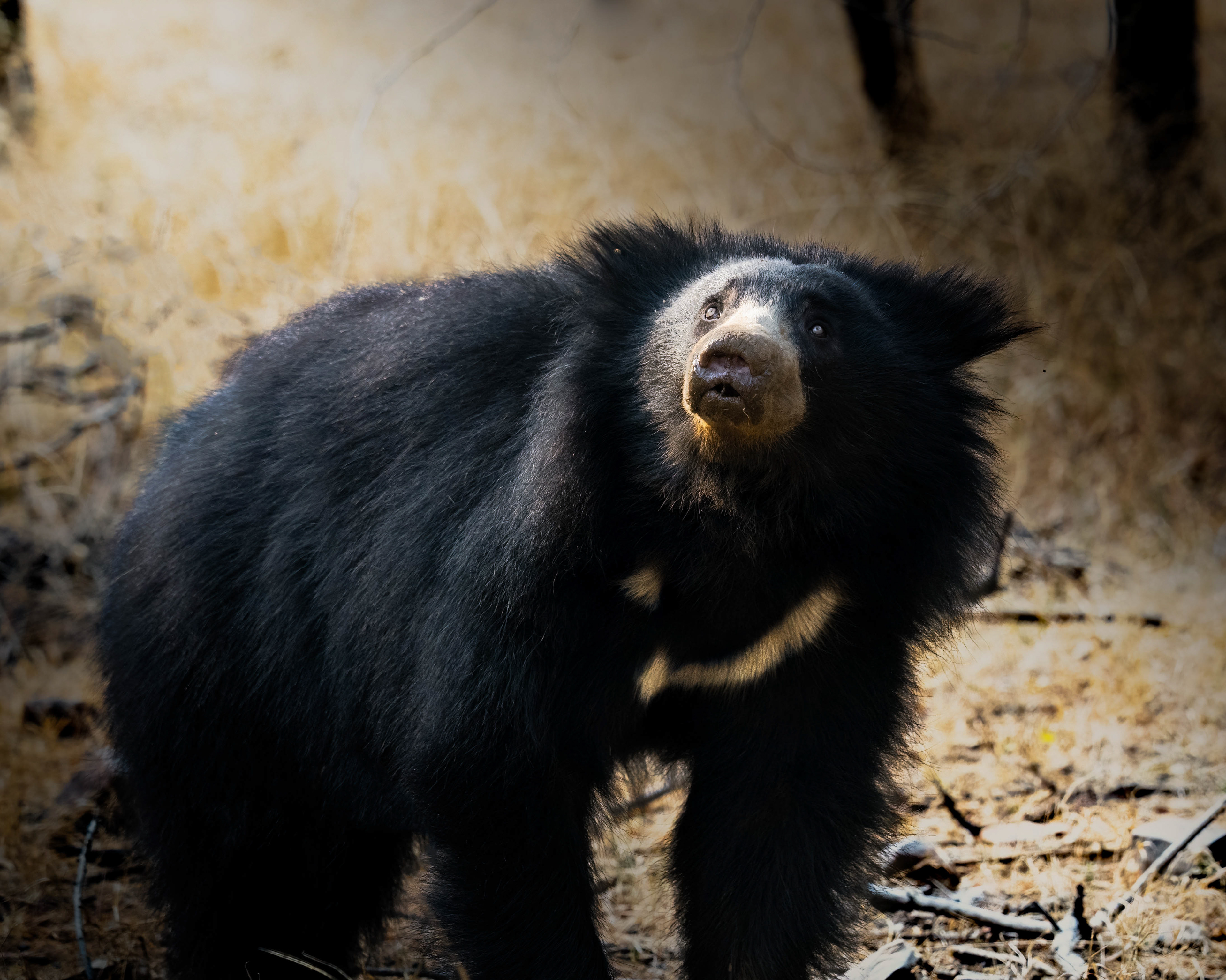 Sloth Bear
