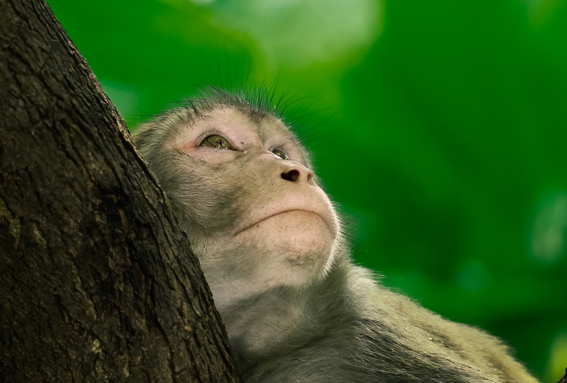 Rhesus Macac