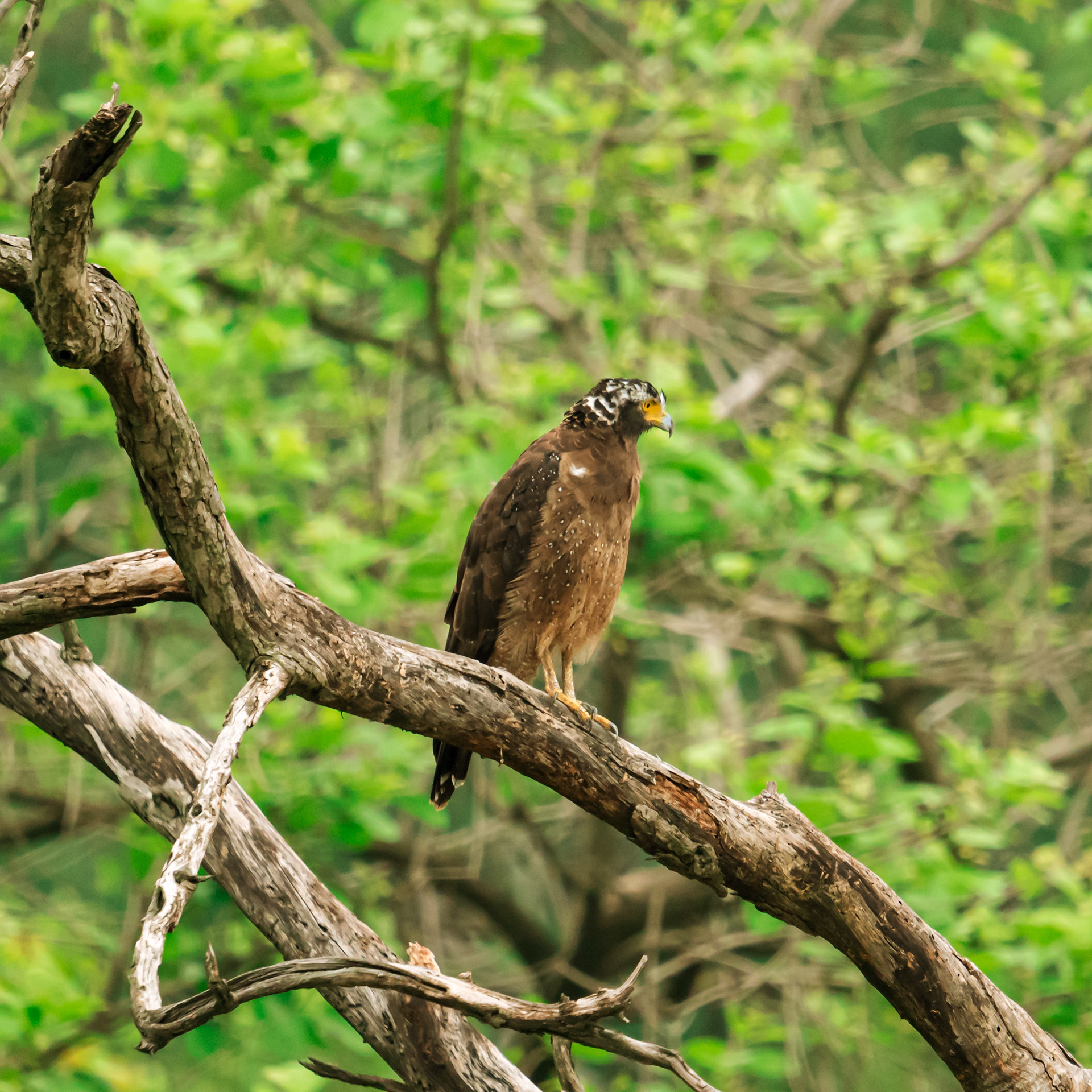 Crested Serpent Eagle