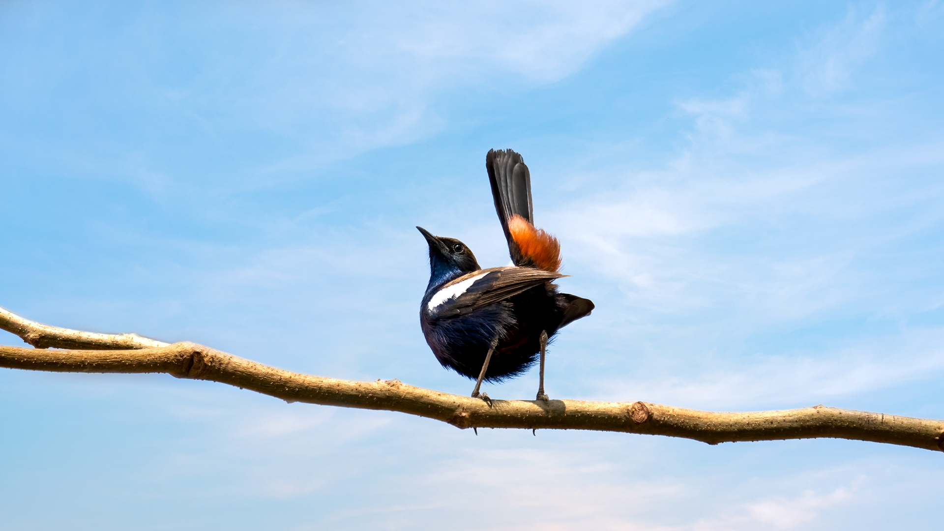 Indian Robin