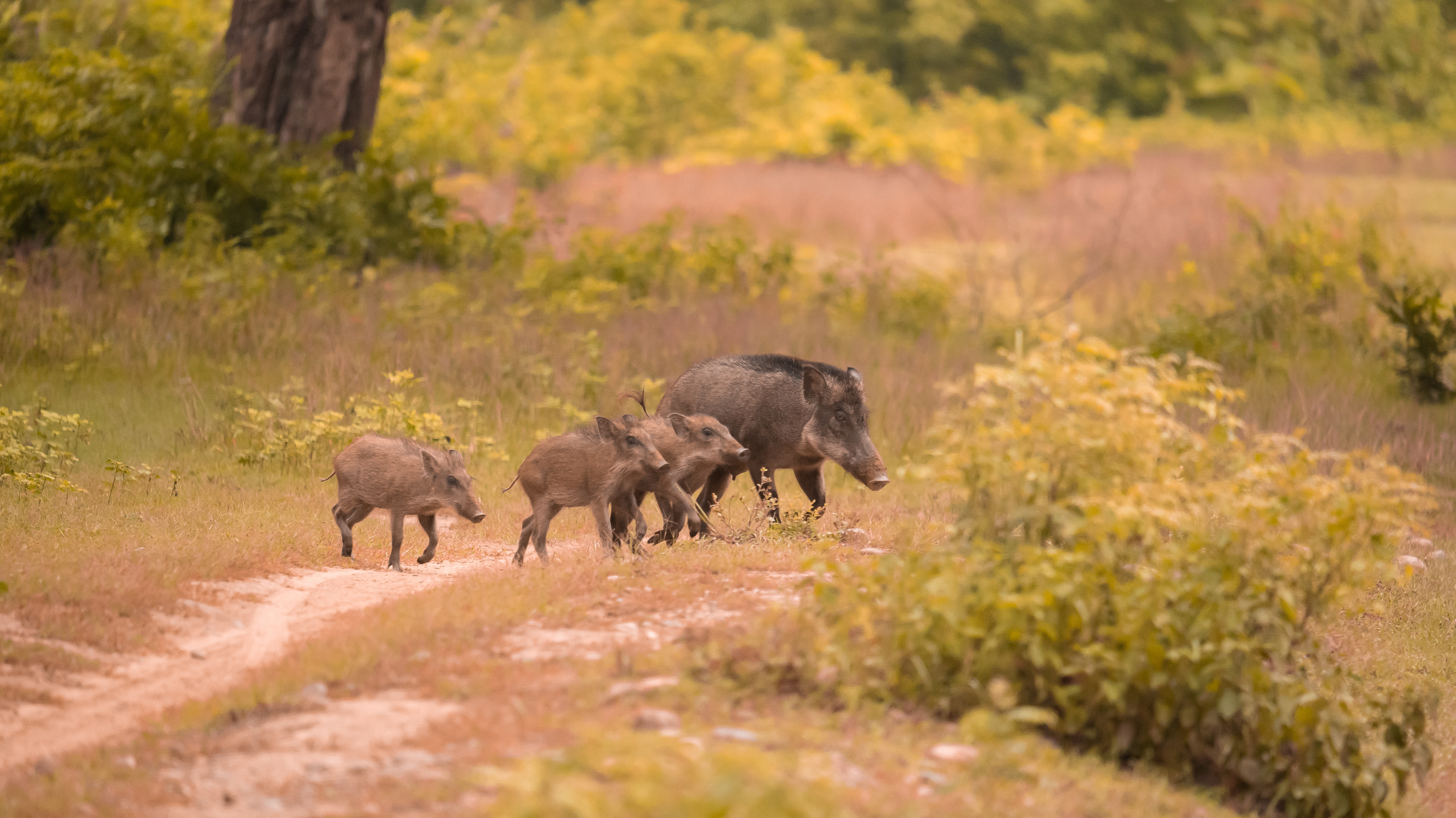 Wild Boar