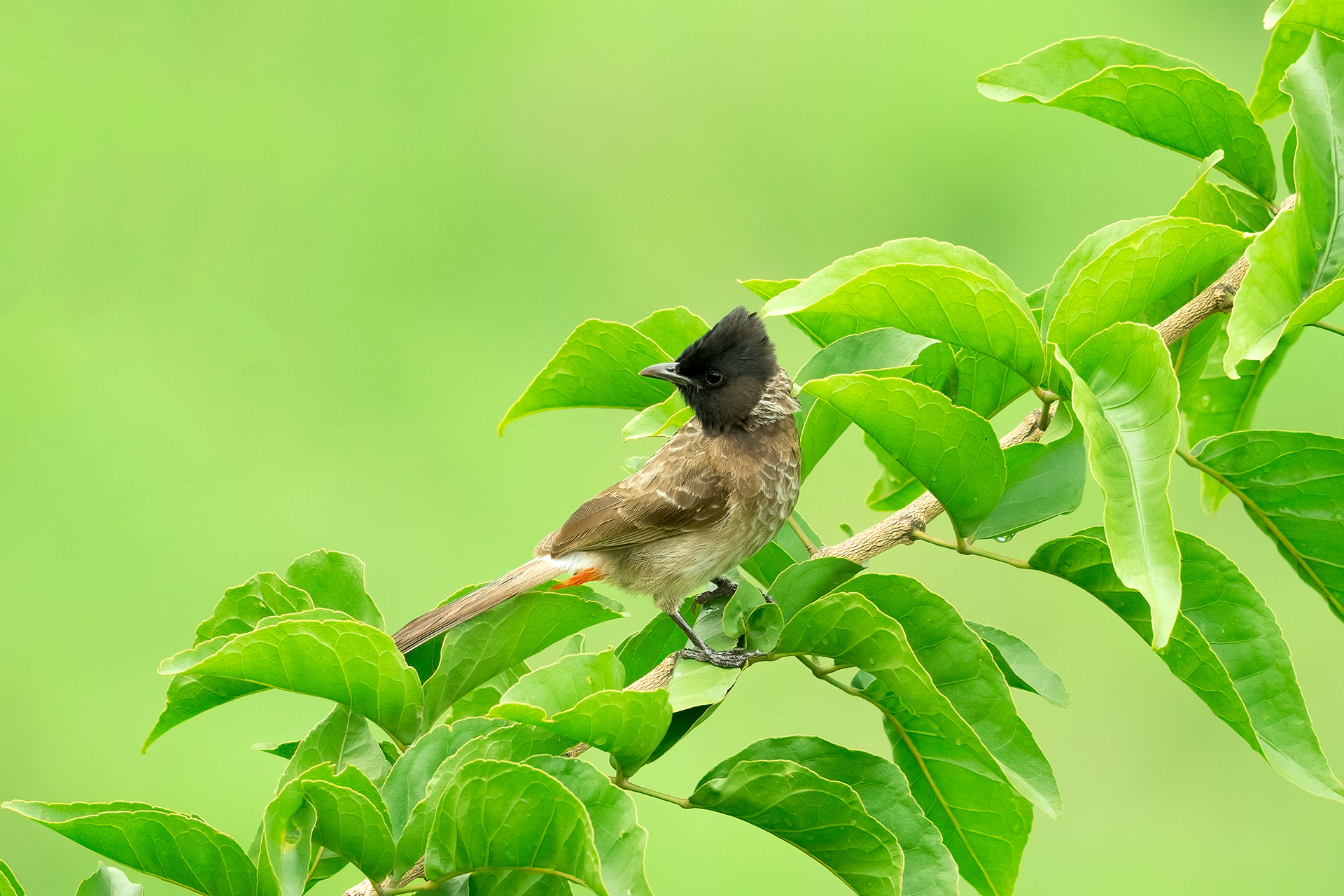 Red Vented Bulbul