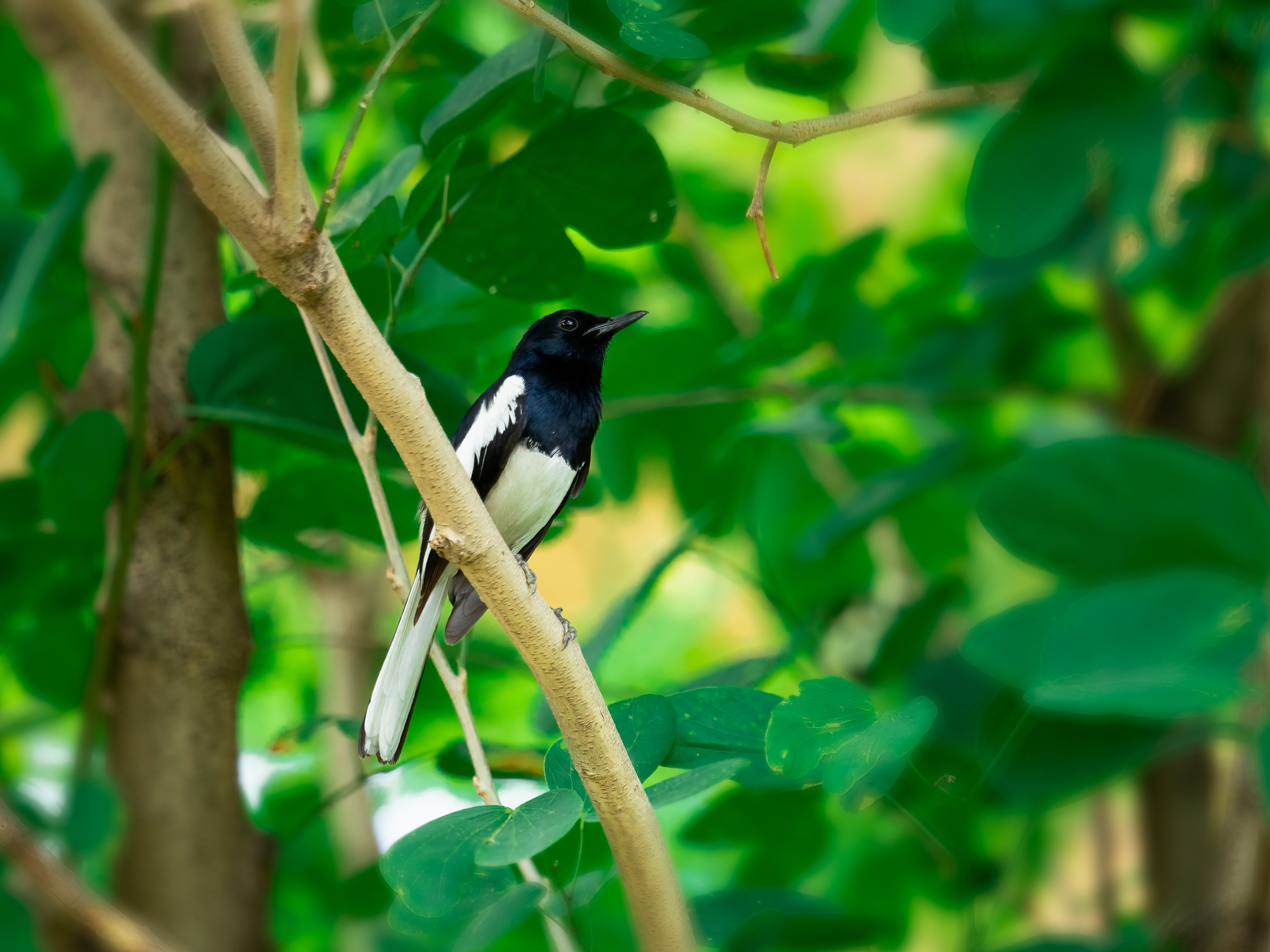 Oriental Magpie Robin