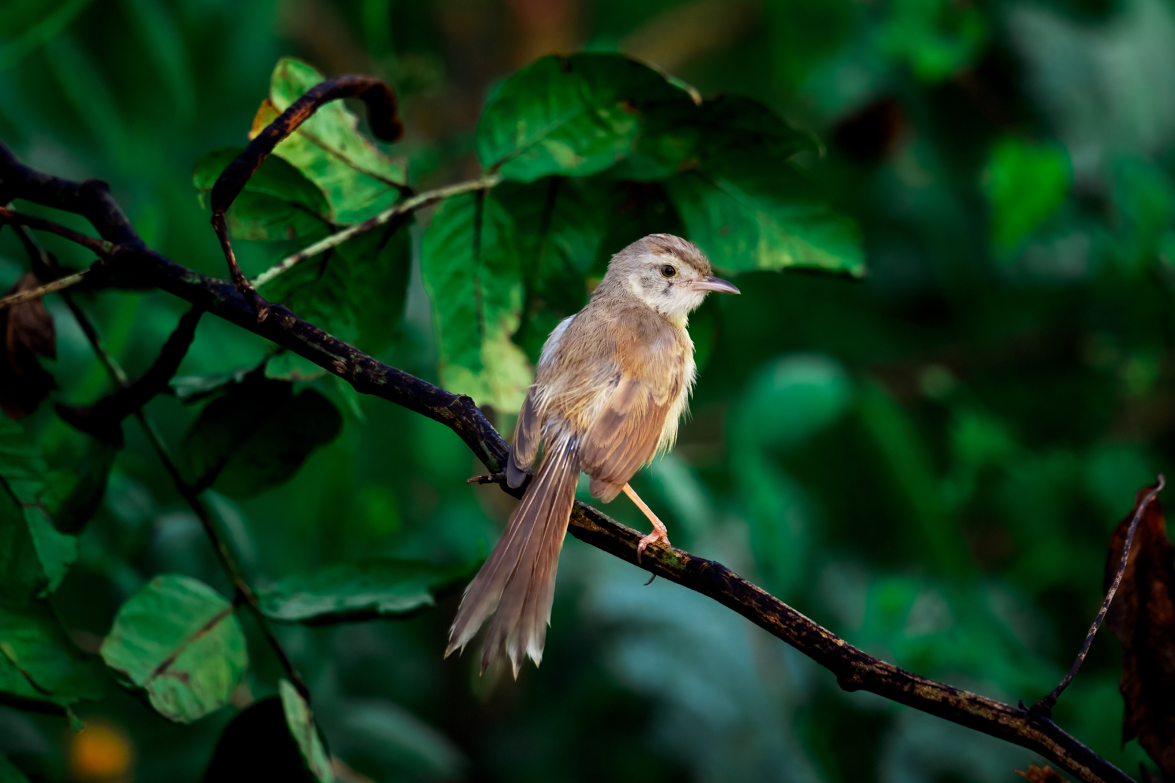 Plain Prinia