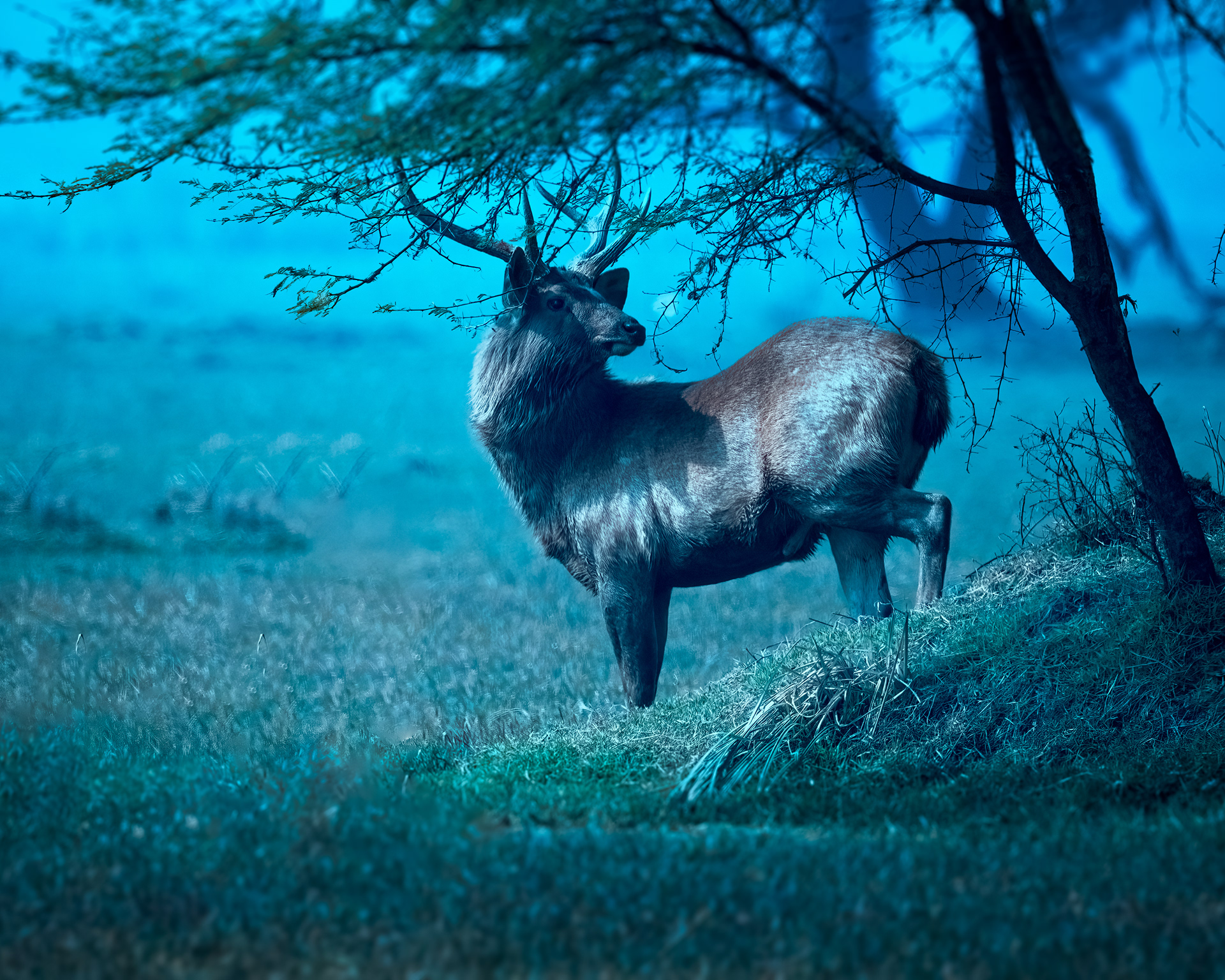 Sambar Deer