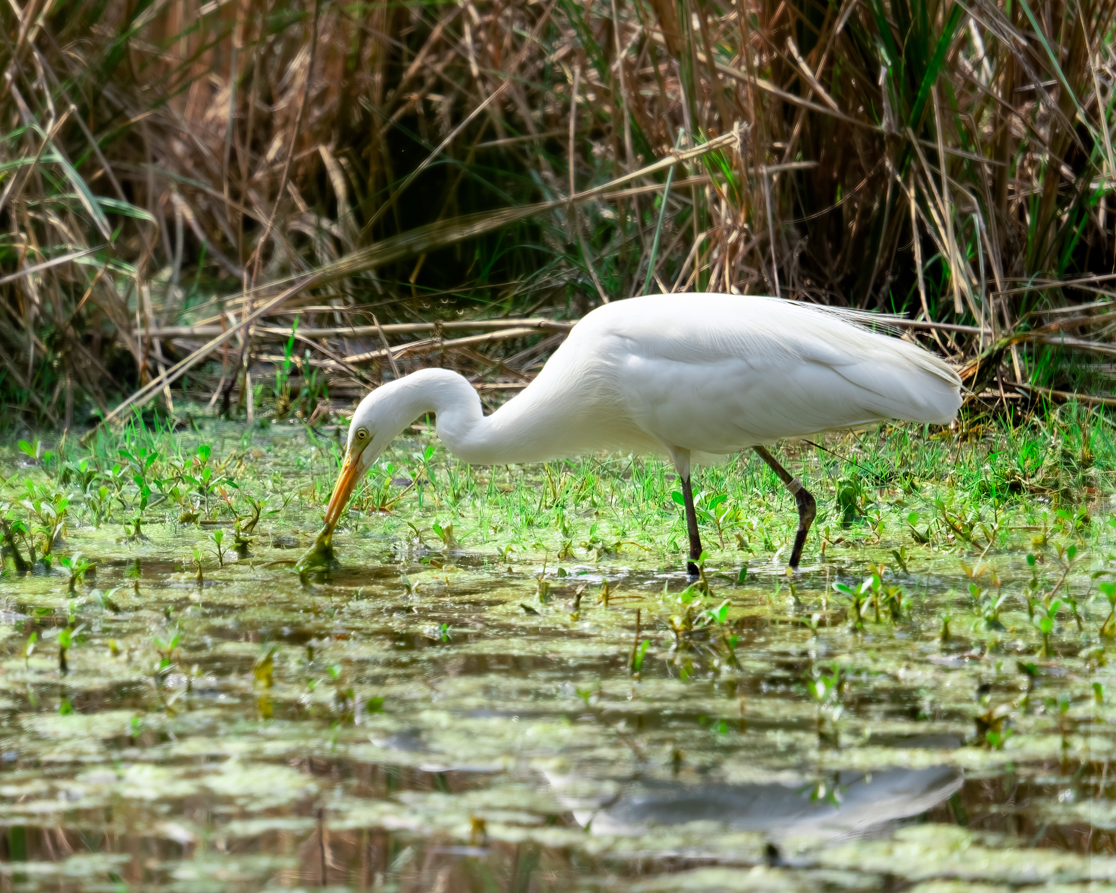 Intermediate Egret