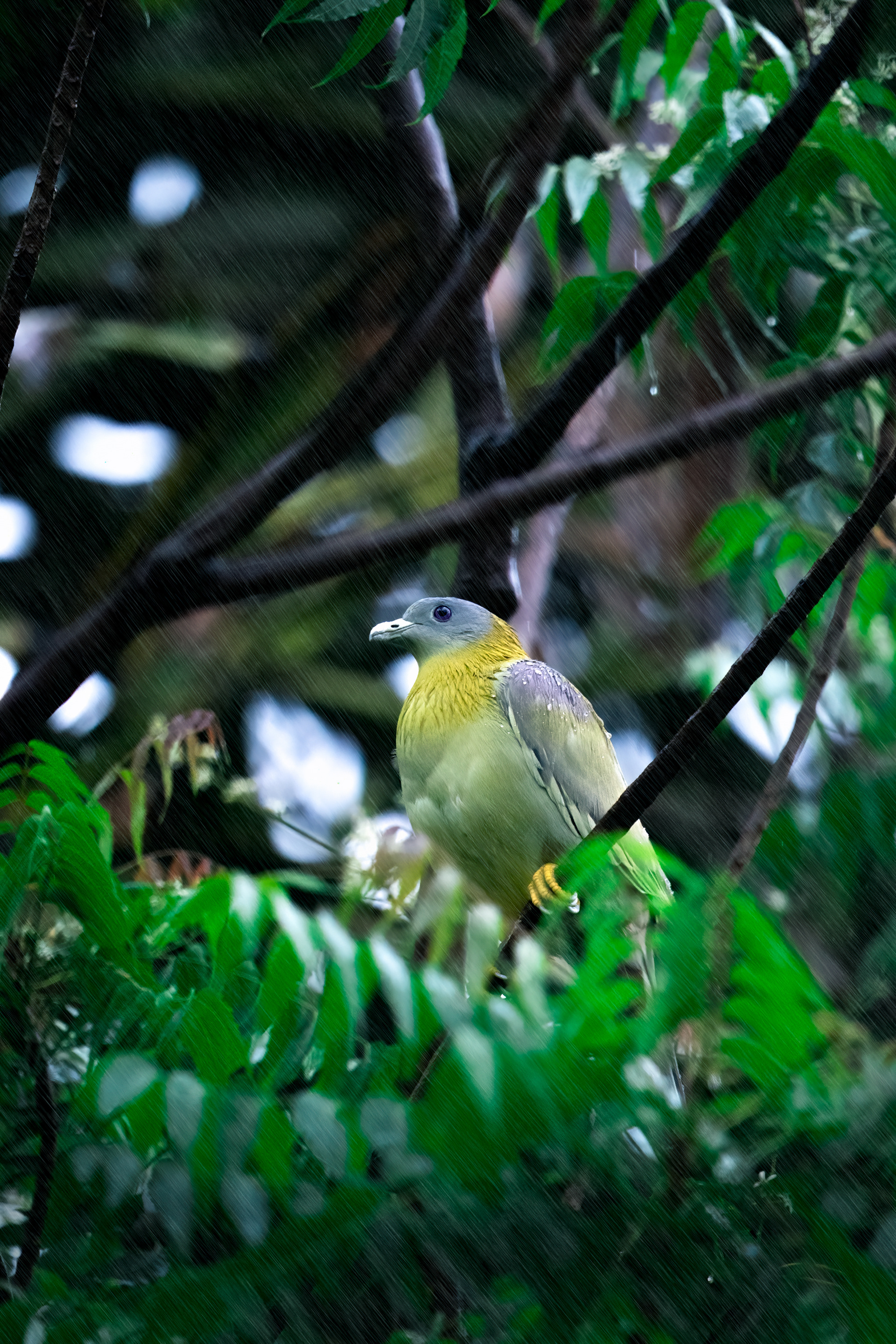 Yellow Footed Green Pigeon