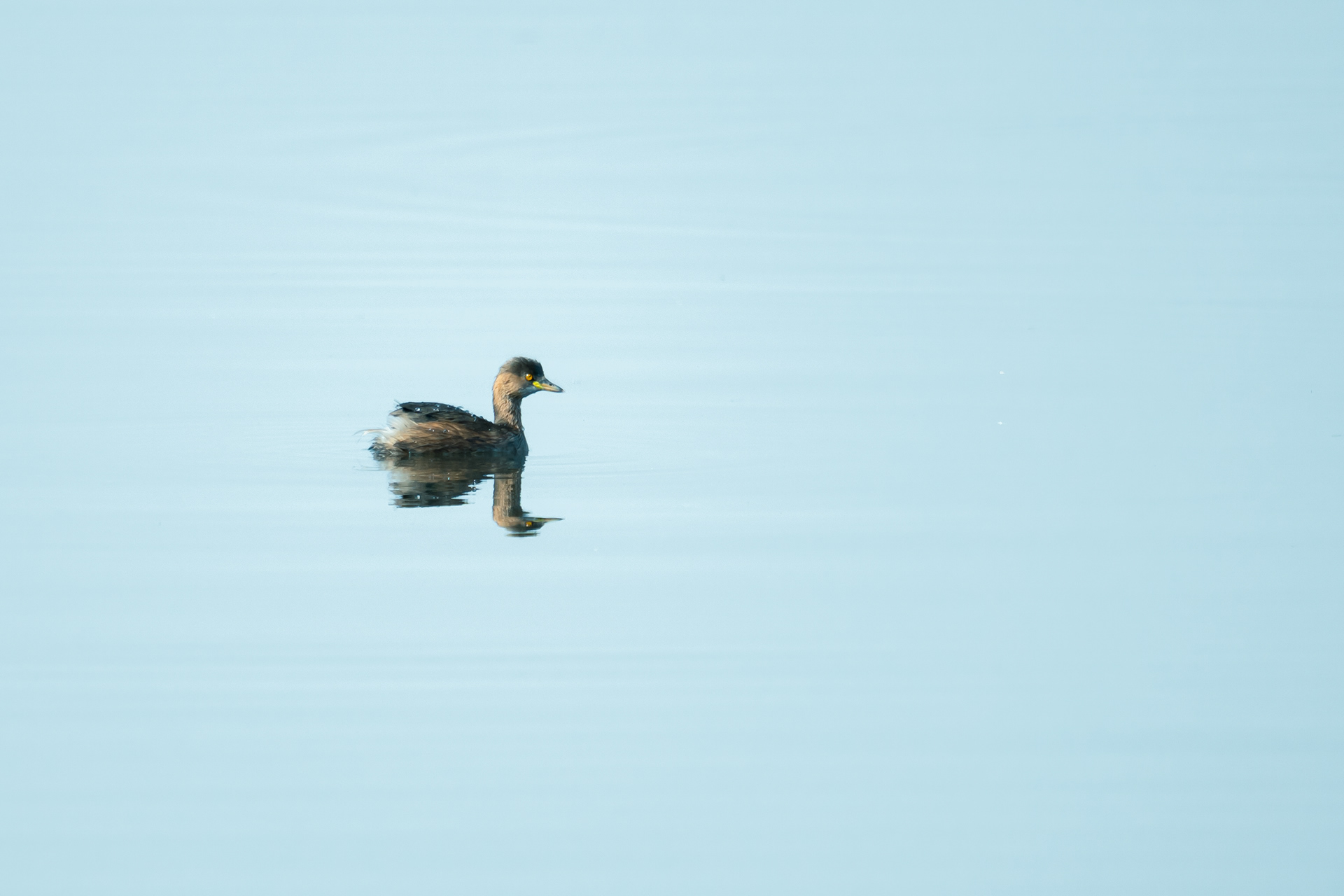 Little Grebe