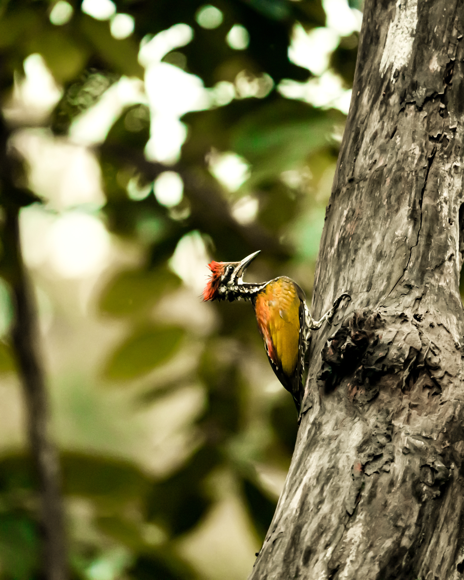 Flameback