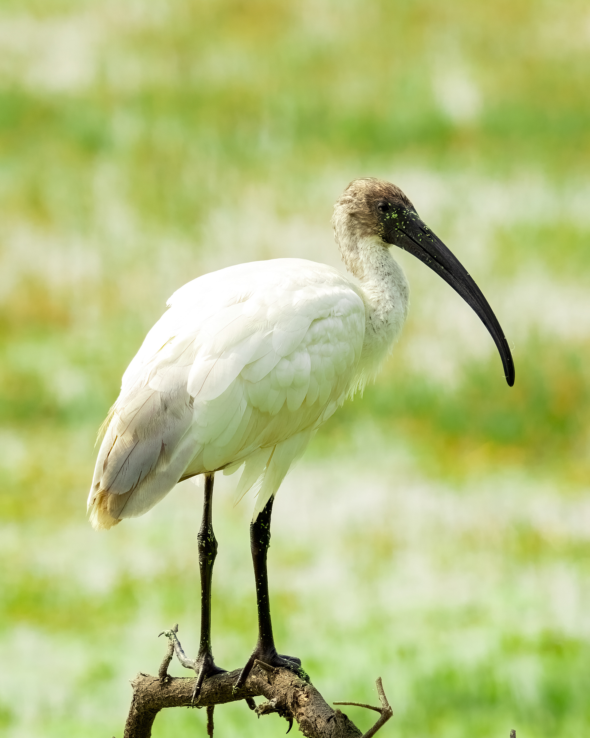 Black Headed Ibis