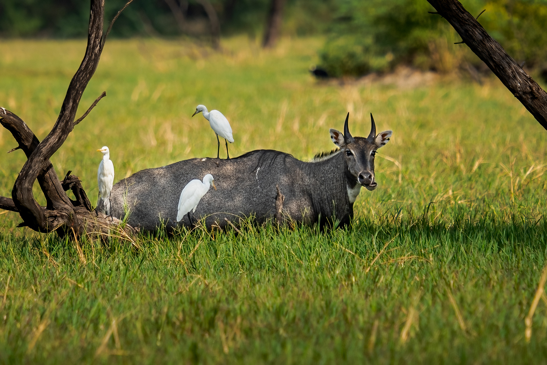 Nilgai