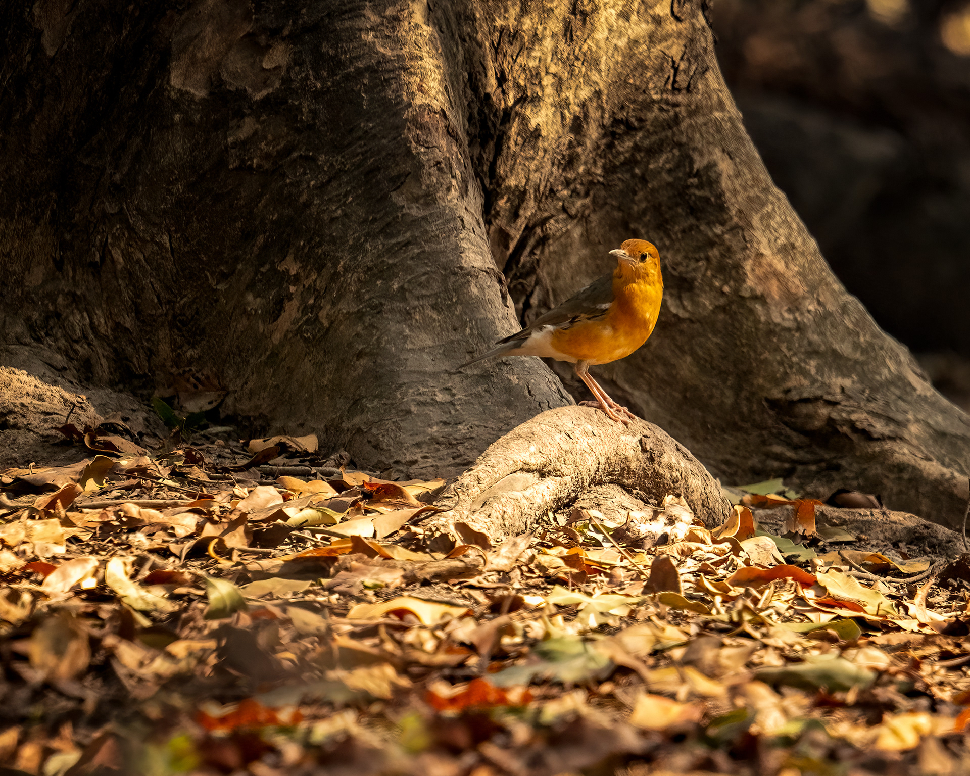 Orange Headed Ground Thrush
