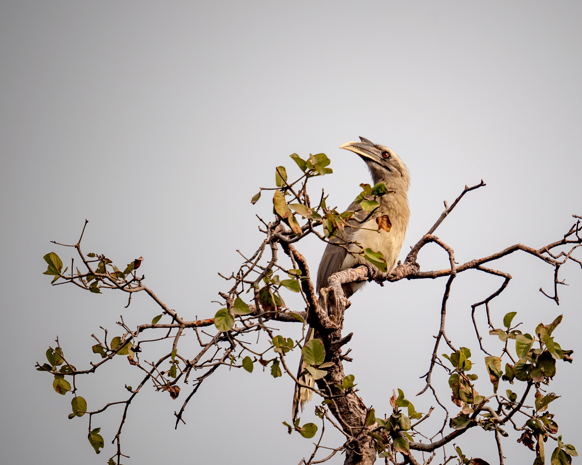 Indian Grey Hornbill