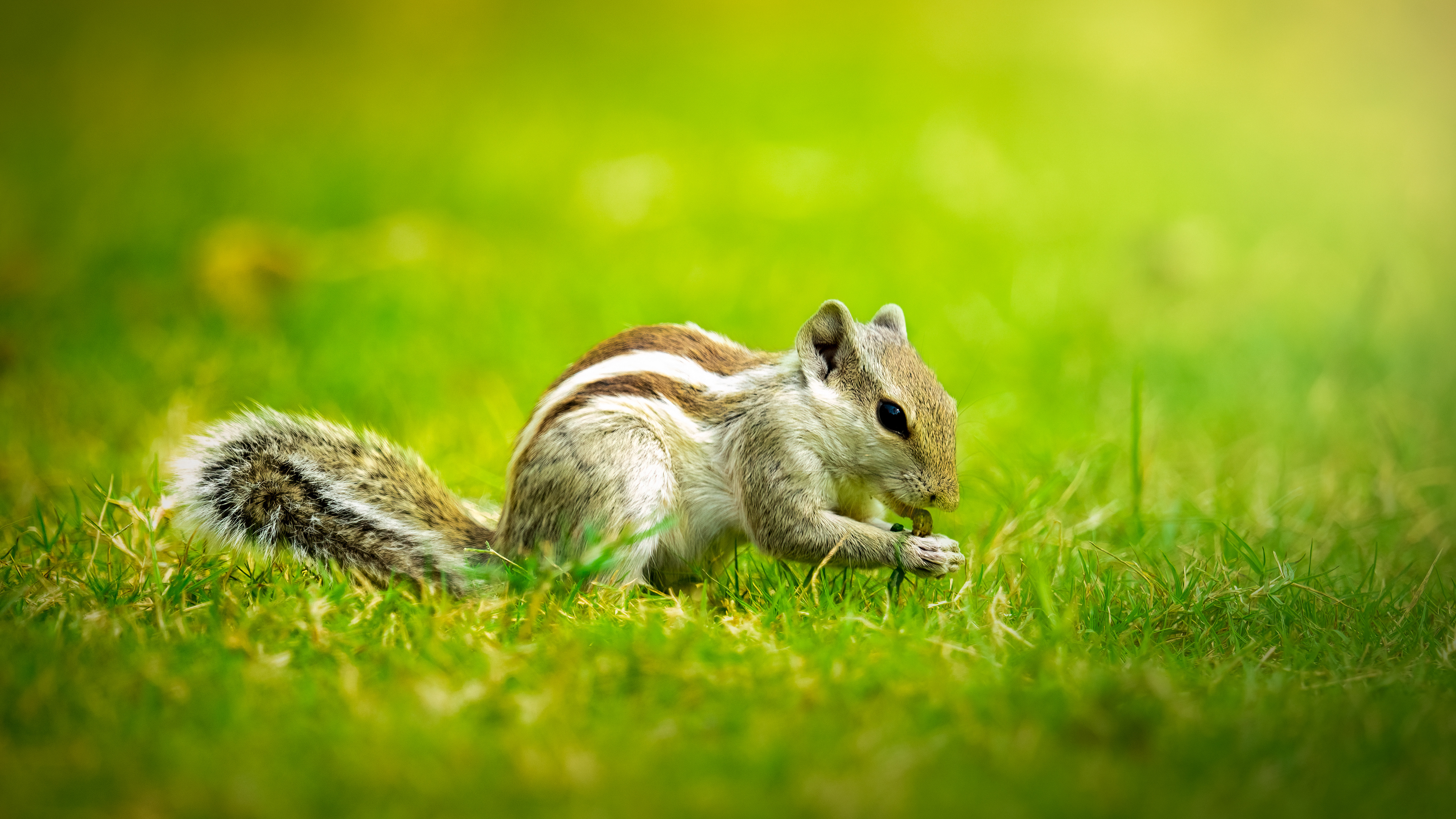 Palm Squirrel