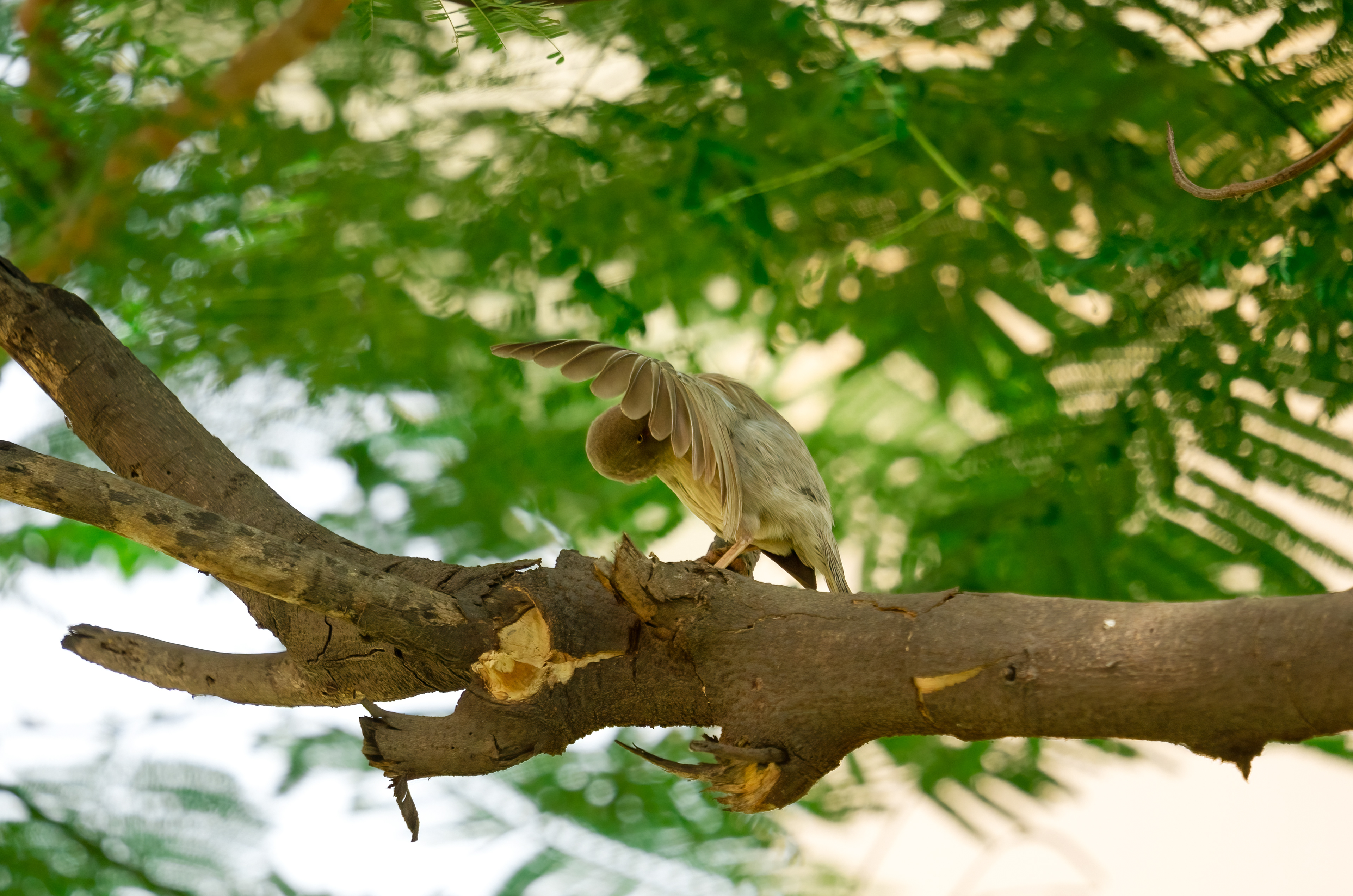 Jungle Babbler Preening