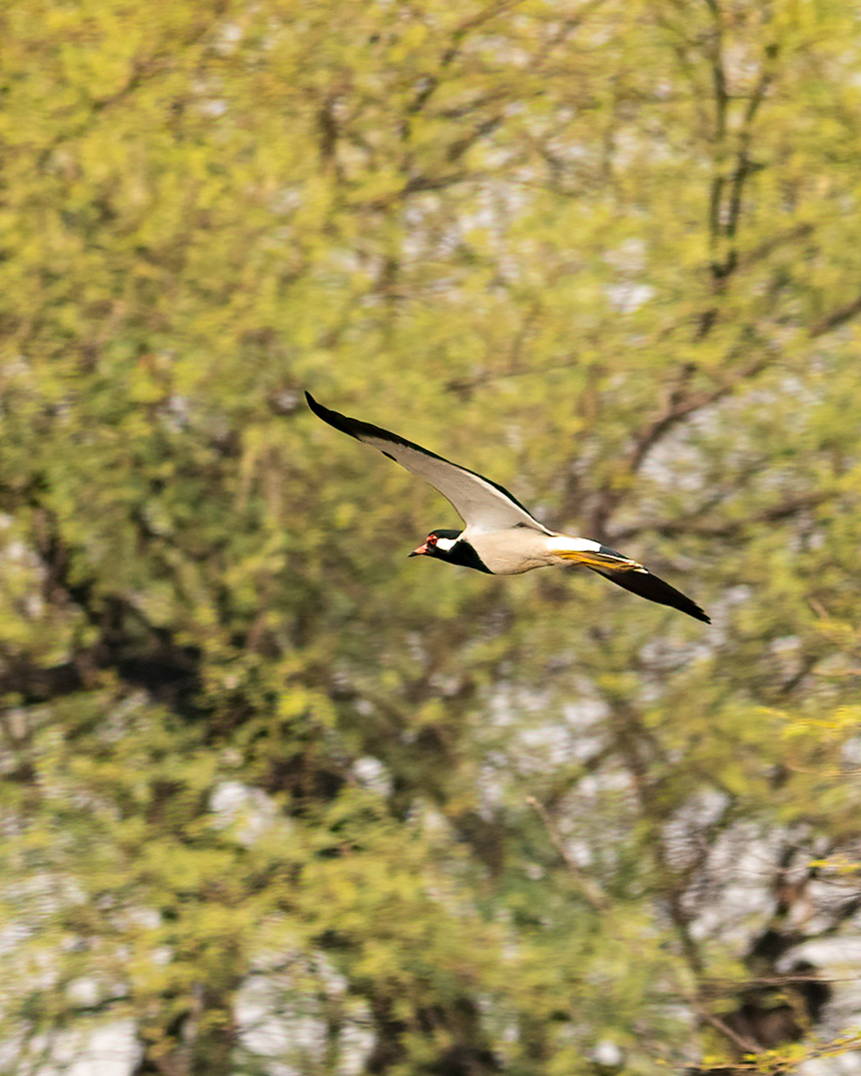 Red-Wattled Lapwing